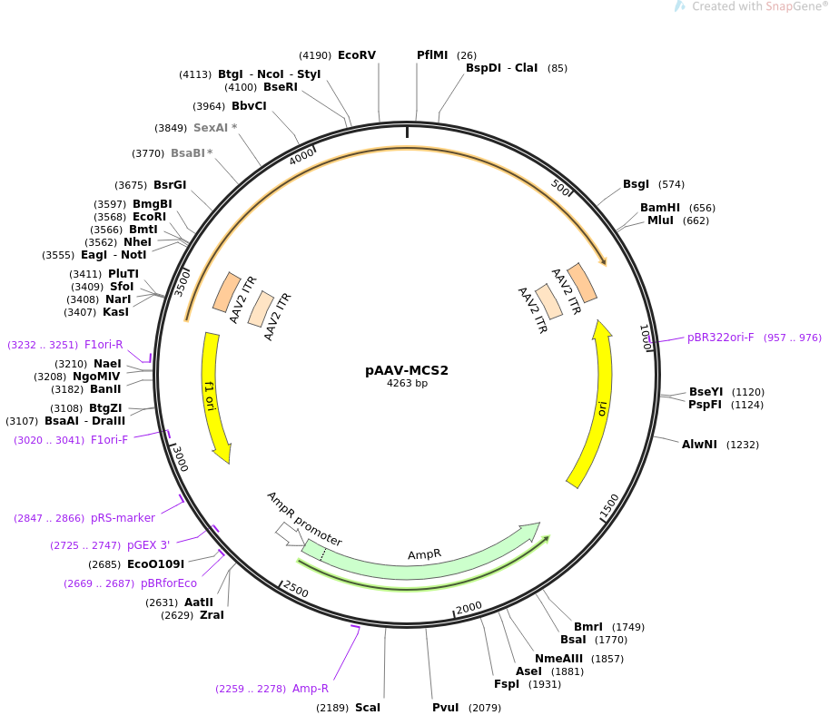 pAAV-MCS2质粒图谱