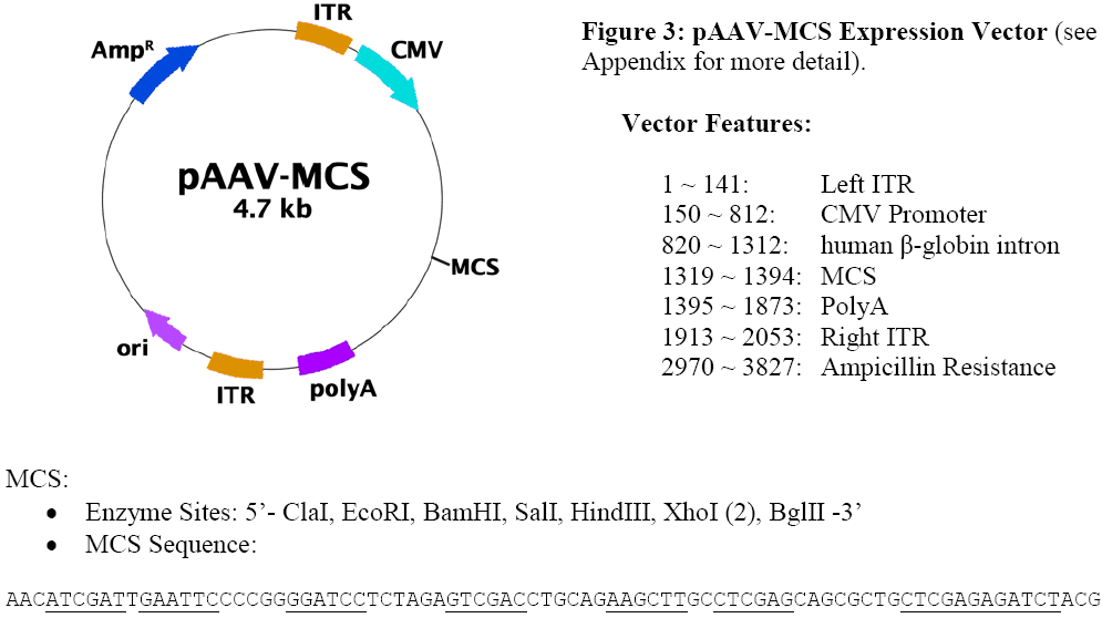 pAAV-MCS多克隆位点