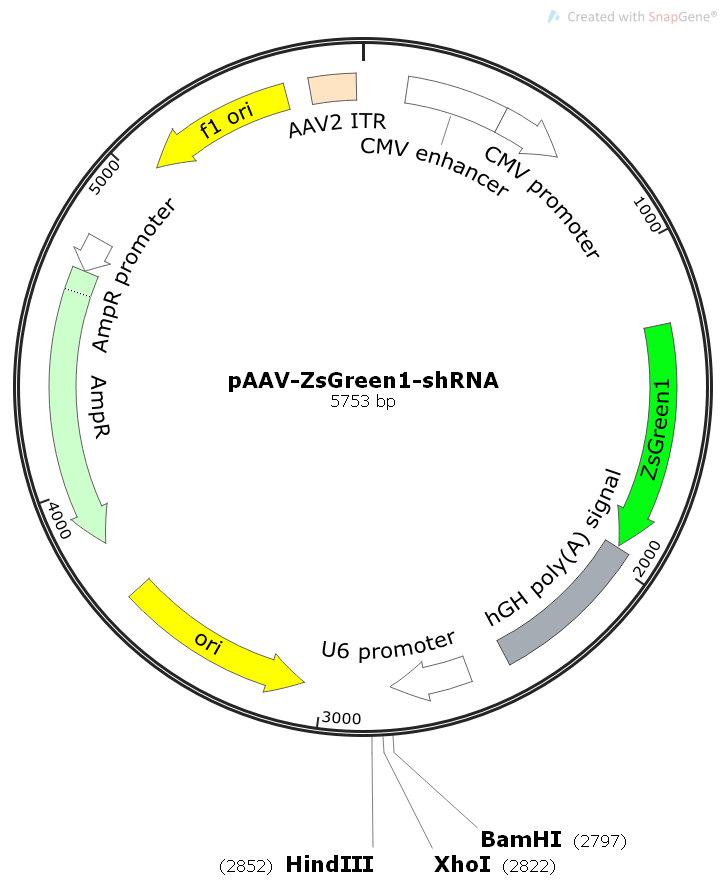 pAAV-ZsGreen1-shRNA载体图谱