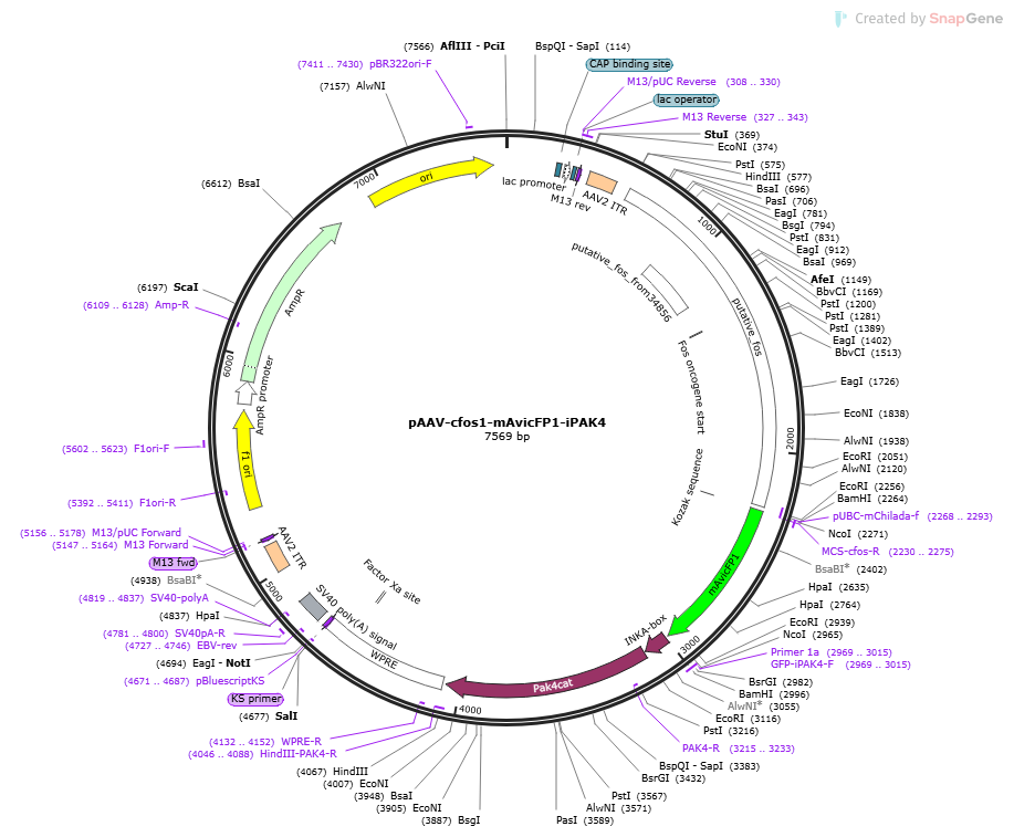pAAV-cFos1-mAvicFP1-iPAK4载体图谱