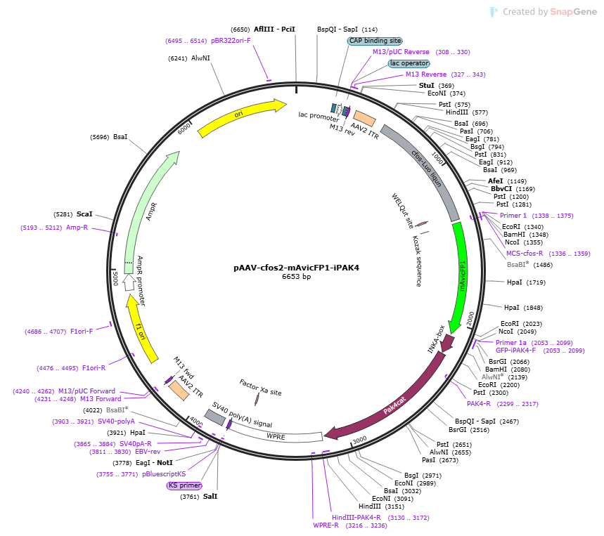 pAAV-cFos2-mAvicFP1-iPAK4载体图谱