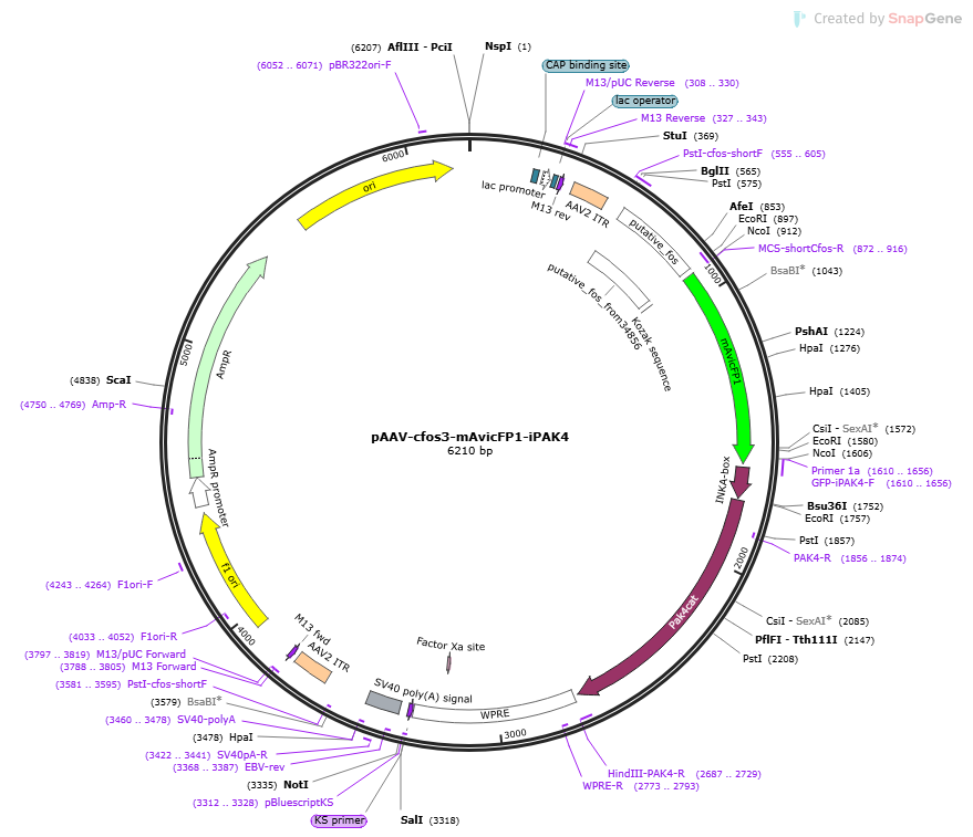 pAAV-cFos3-mAvicFP1-iPAK4载体图谱