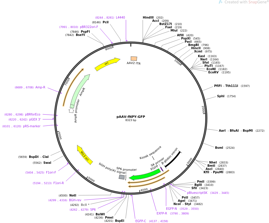 pAAV-fNPY-GFP质粒图谱