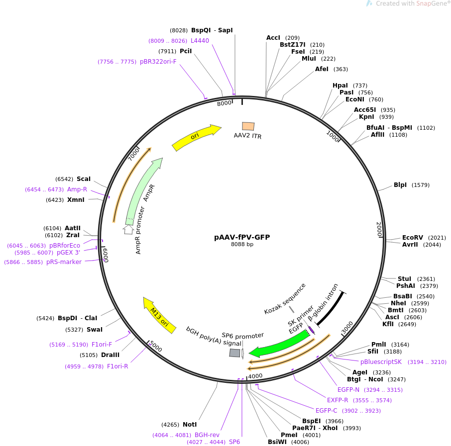 pAAV-fPV-GFP质粒图谱
