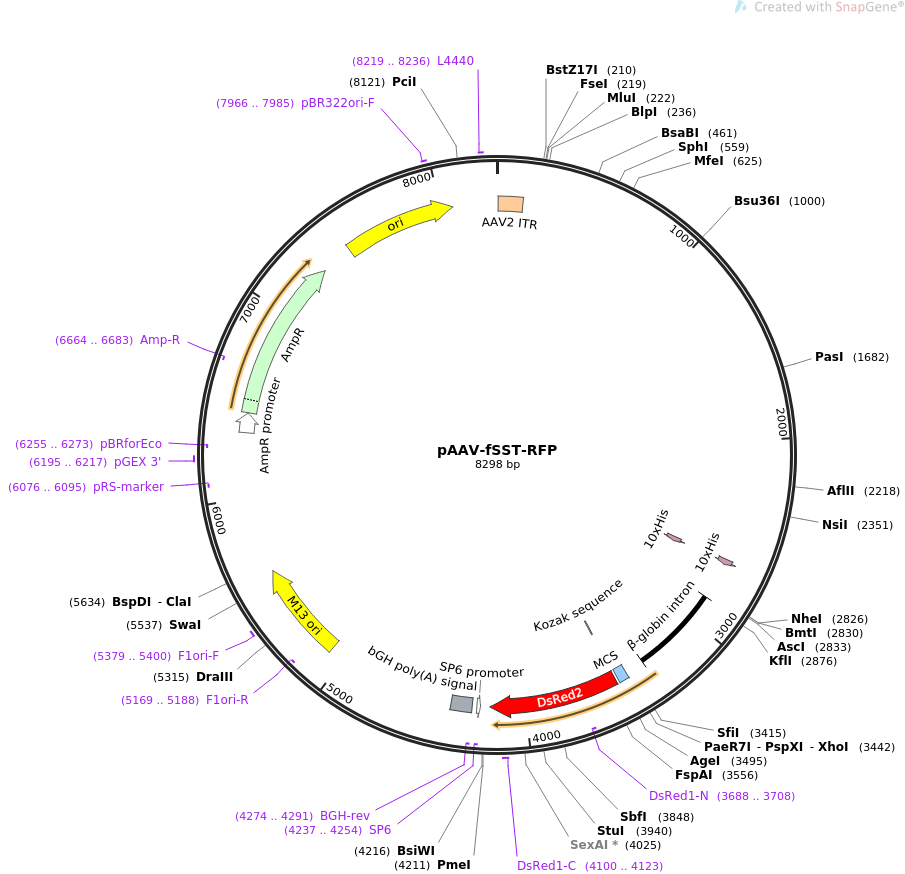 pAAV-fSST-RFP质粒图谱