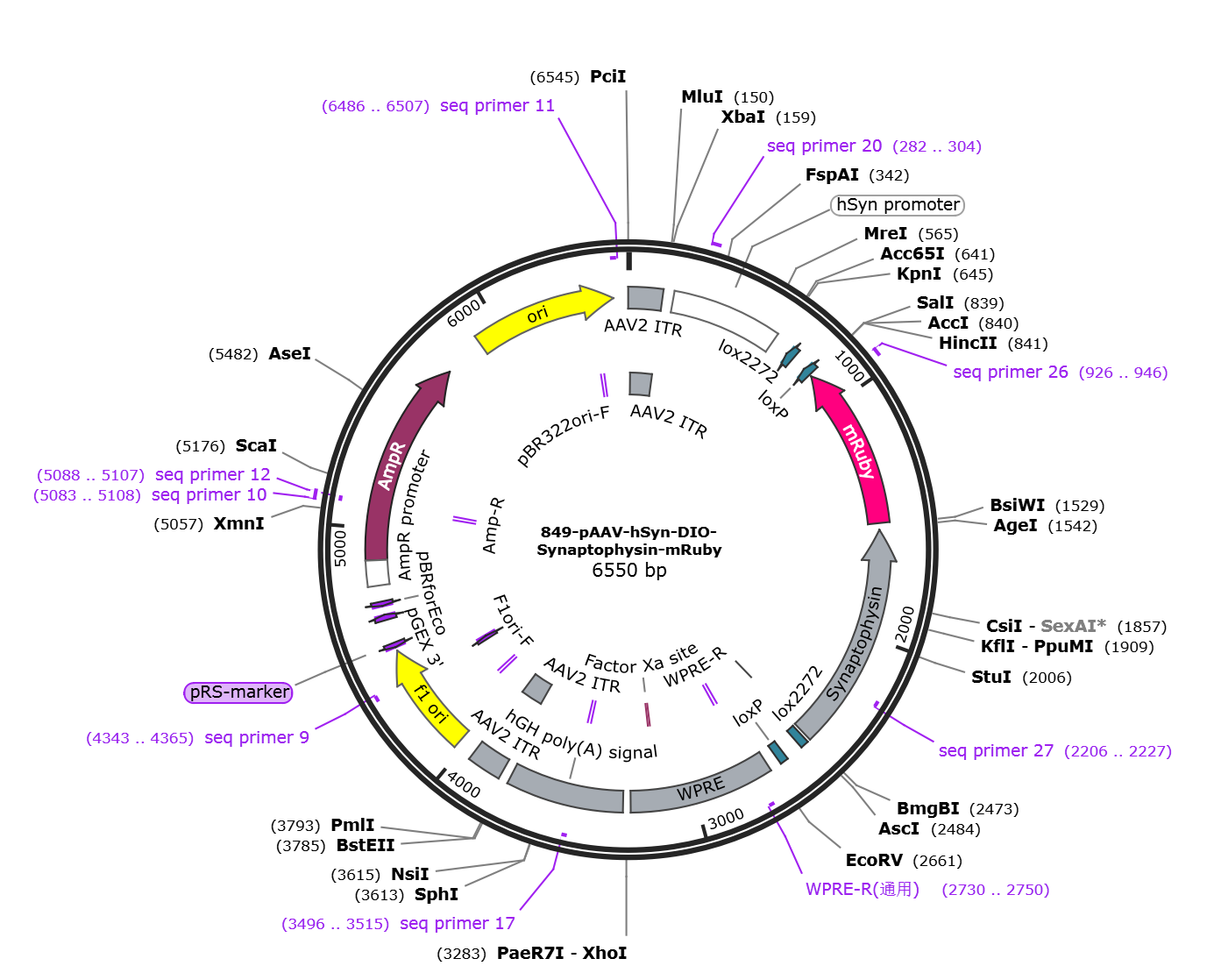pAAV-hSyn-DIO-Synaptophysin-mRuby载体图谱