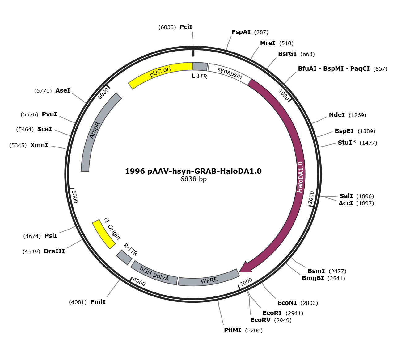 pAAV-hSyn-GRAB-HaloDA1.0载体图谱