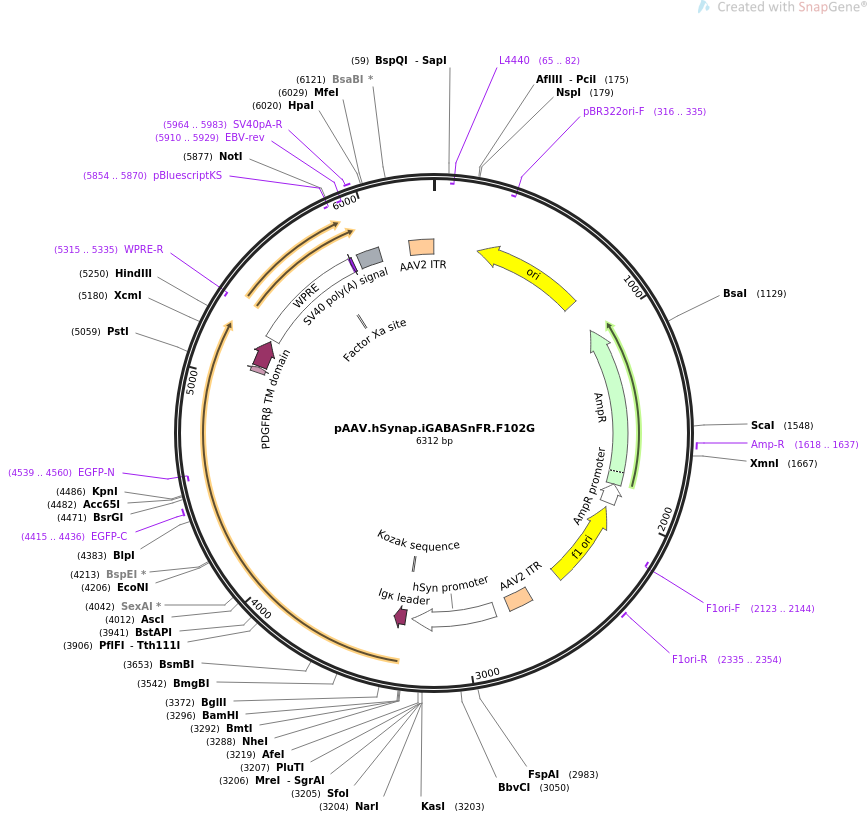 pAAV.hSynap.iGABASnFR.F102G质粒图谱