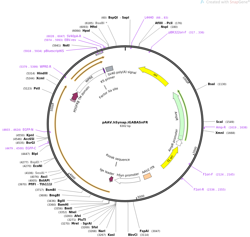 pAAV.hSynap.iGABASnFR质粒图谱