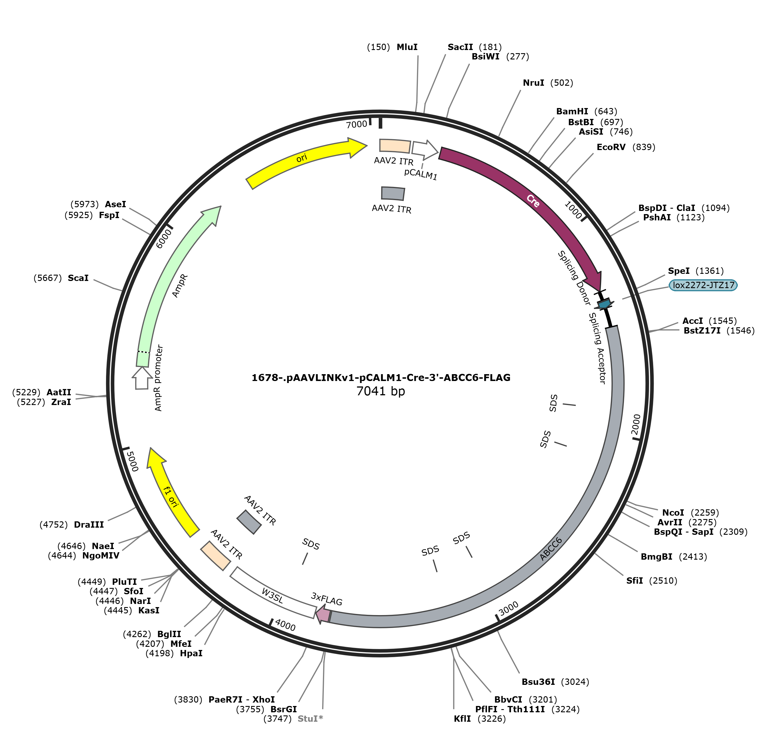 pAAVLINKv1-pCALM1-Cre-3-ABCC6-FLAG载体图谱