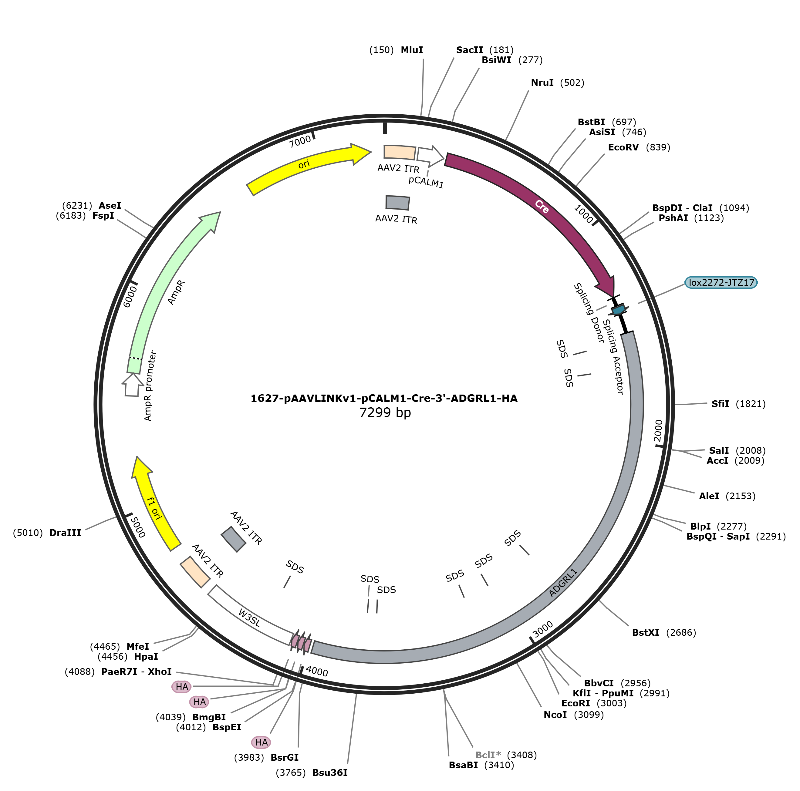 pAAVLINKv1-pCALM1-Cre-3-ADGRL1-HA载体图谱