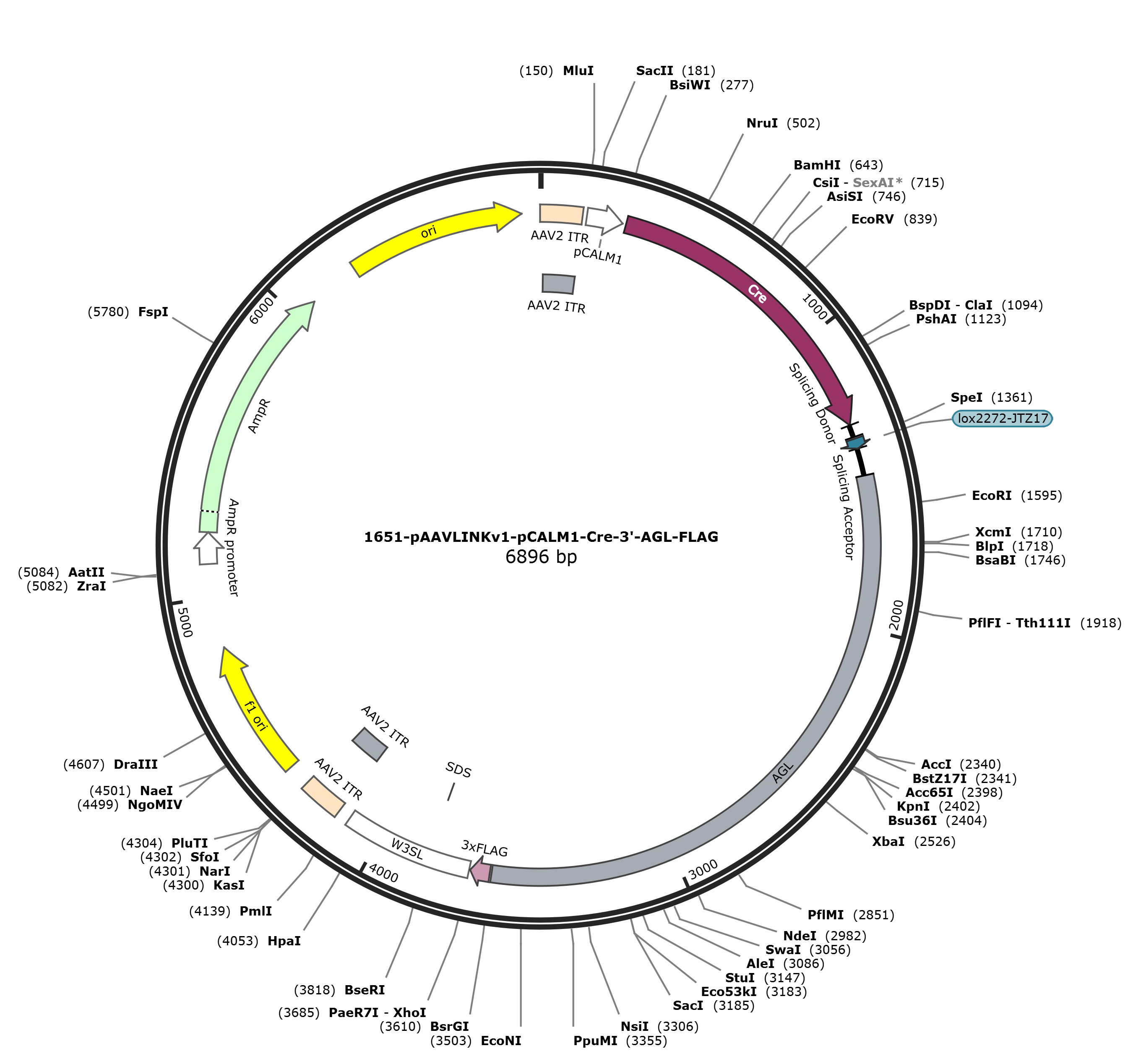 pAAVLINKv1-pCALM1-Cre-3-AGL-FLAG载体图谱
