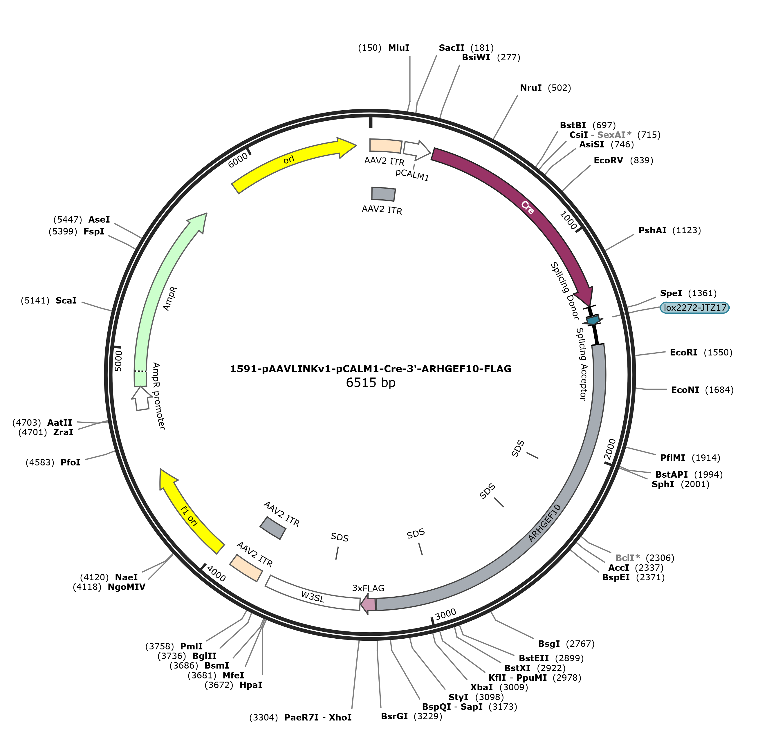 pAAVLINKv1-pCALM1-Cre-3-ARHGEF10-FLAG载体图谱