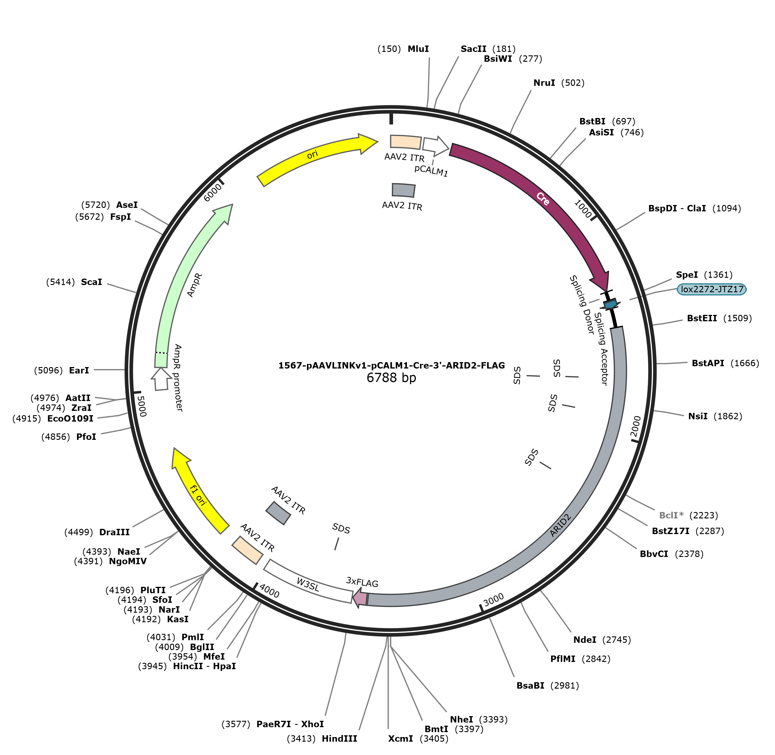 pAAVLINKv1-pCALM1-Cre-3-ARID2-FLAG载体图谱