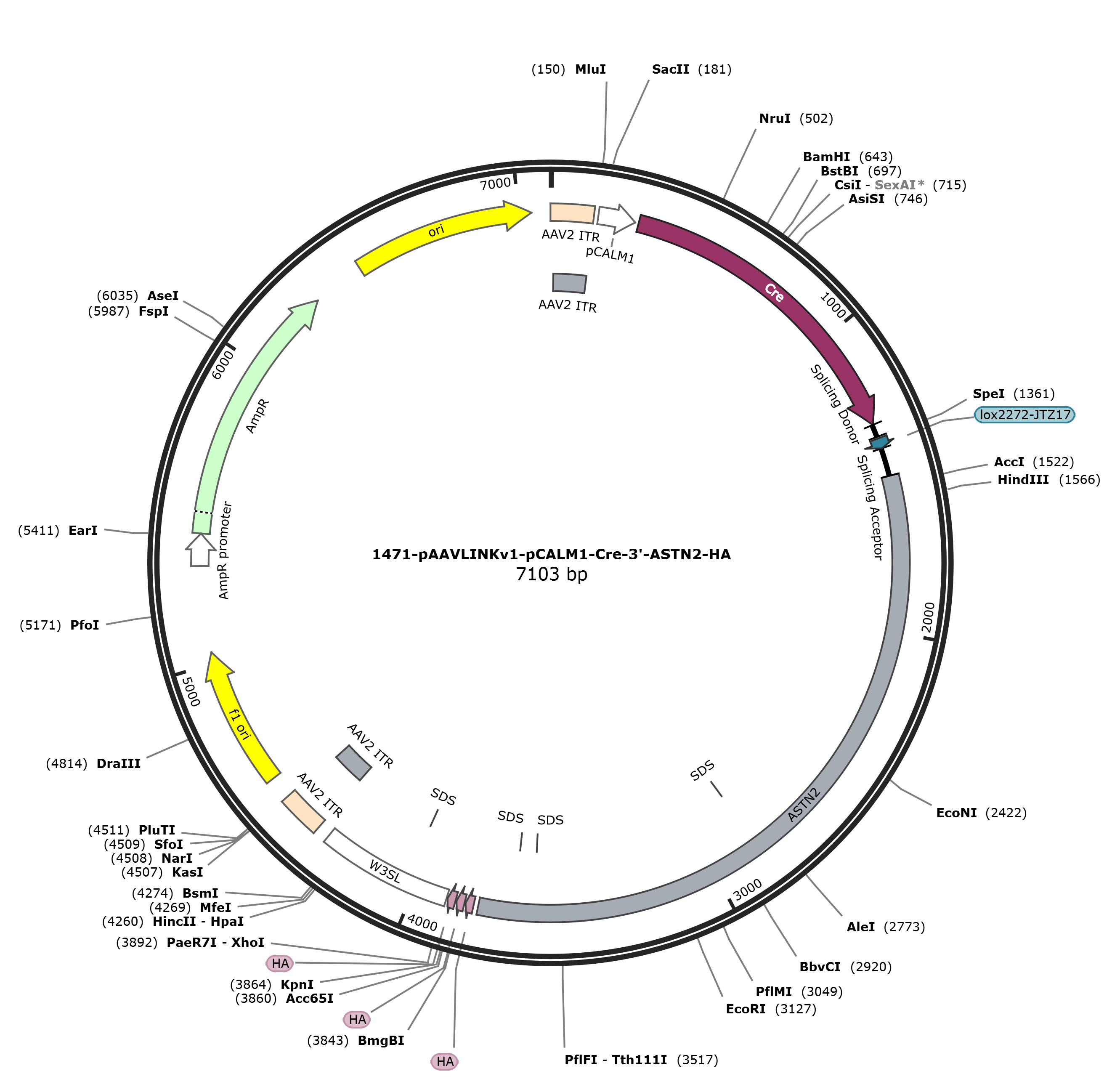 pAAVLINKv1-pCALM1-Cre-3-ASTN2-HA载体图谱