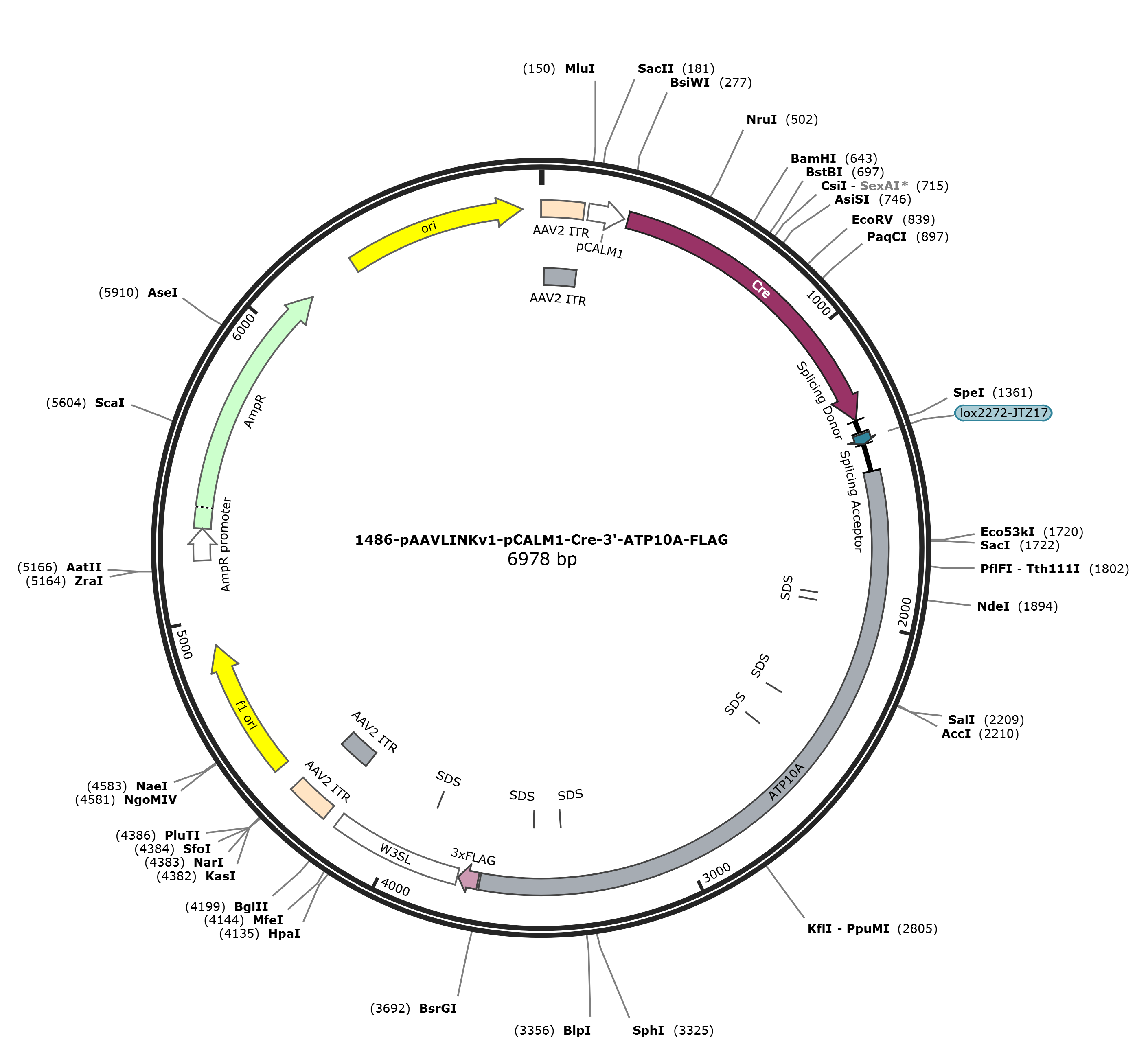 pAAVLINKv1-pCALM1-Cre-3-ATP10A-FLAG载体图谱