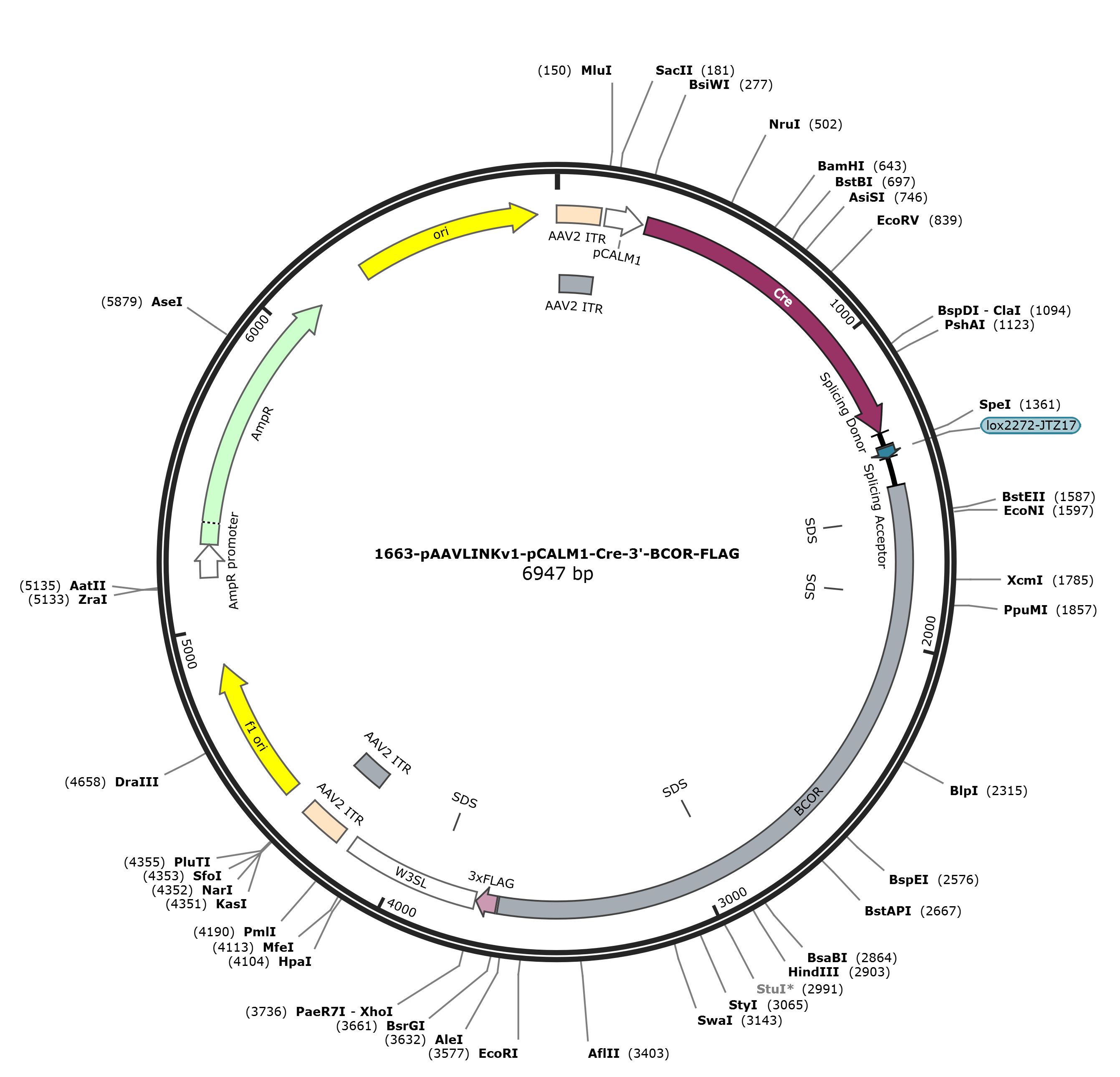 pAAVLINKv1-pCALM1-Cre-3-BCOR-FLAG载体图谱