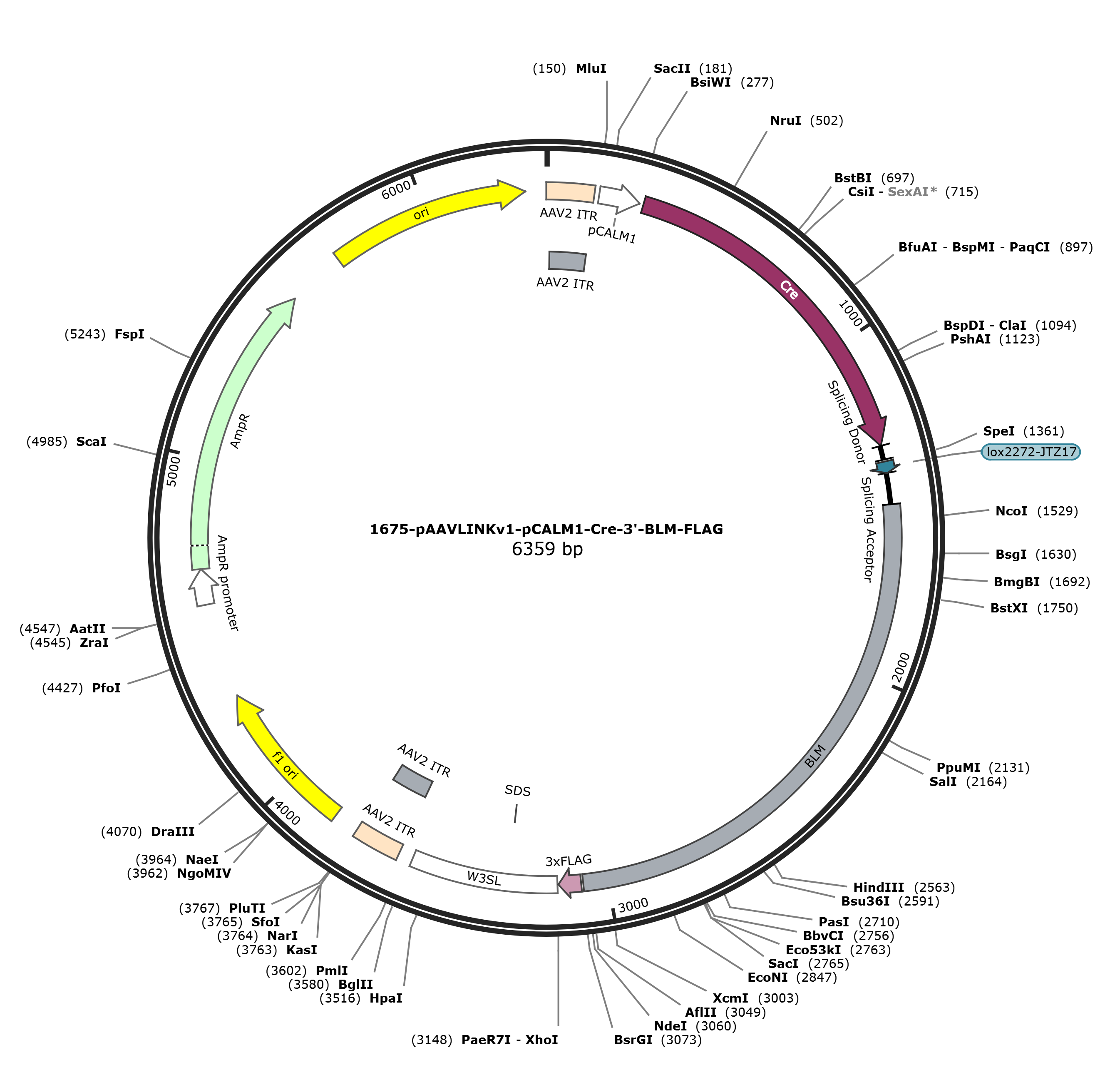 pAAVLINKv1-pCALM1-Cre-3-BLM-FLAG载体图谱