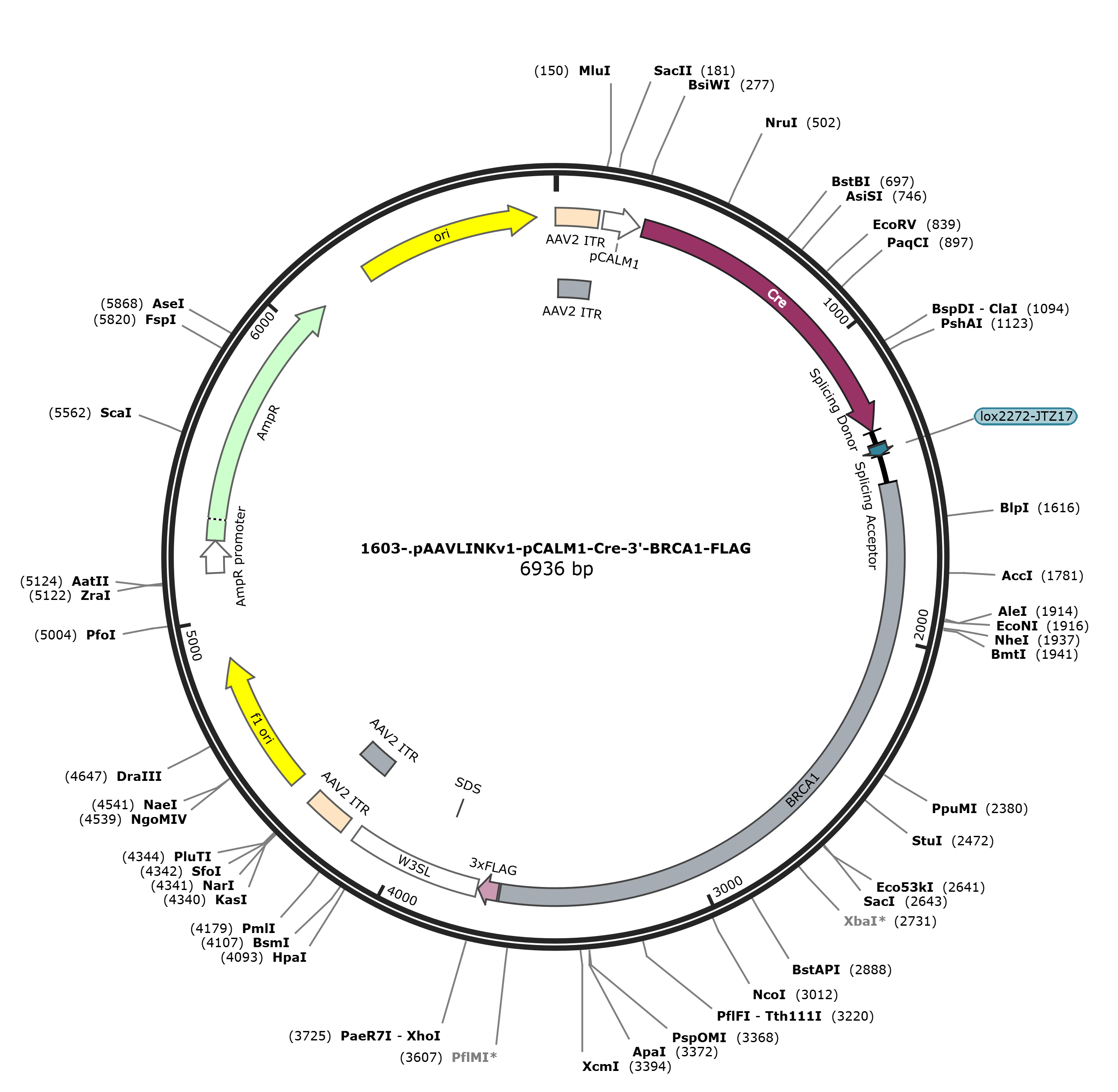 pAAVLINKv1-pCALM1-Cre-3-BRCA1-FLAG载体图谱