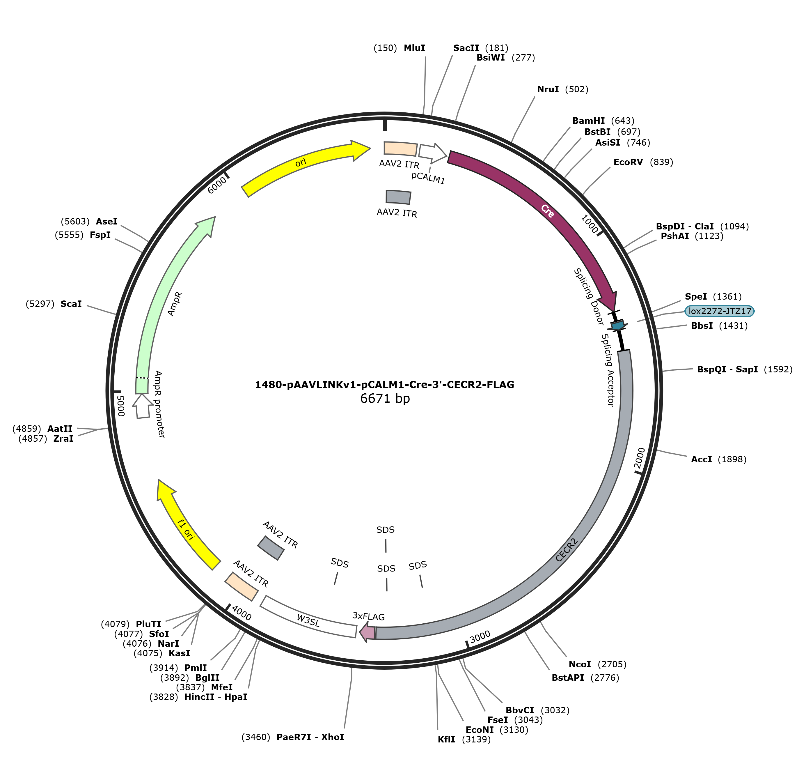 pAAVLINKv1-pCALM1-Cre-3-CECR2-FLAG载体图谱
