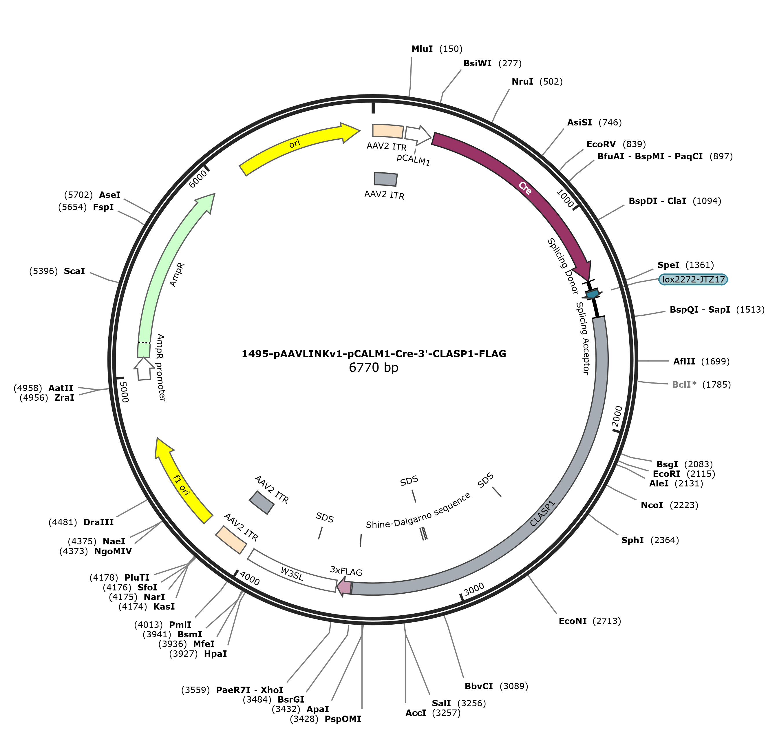 pAAVLINKv1-pCALM1-Cre-3-CLASP1-FLAG载体图谱