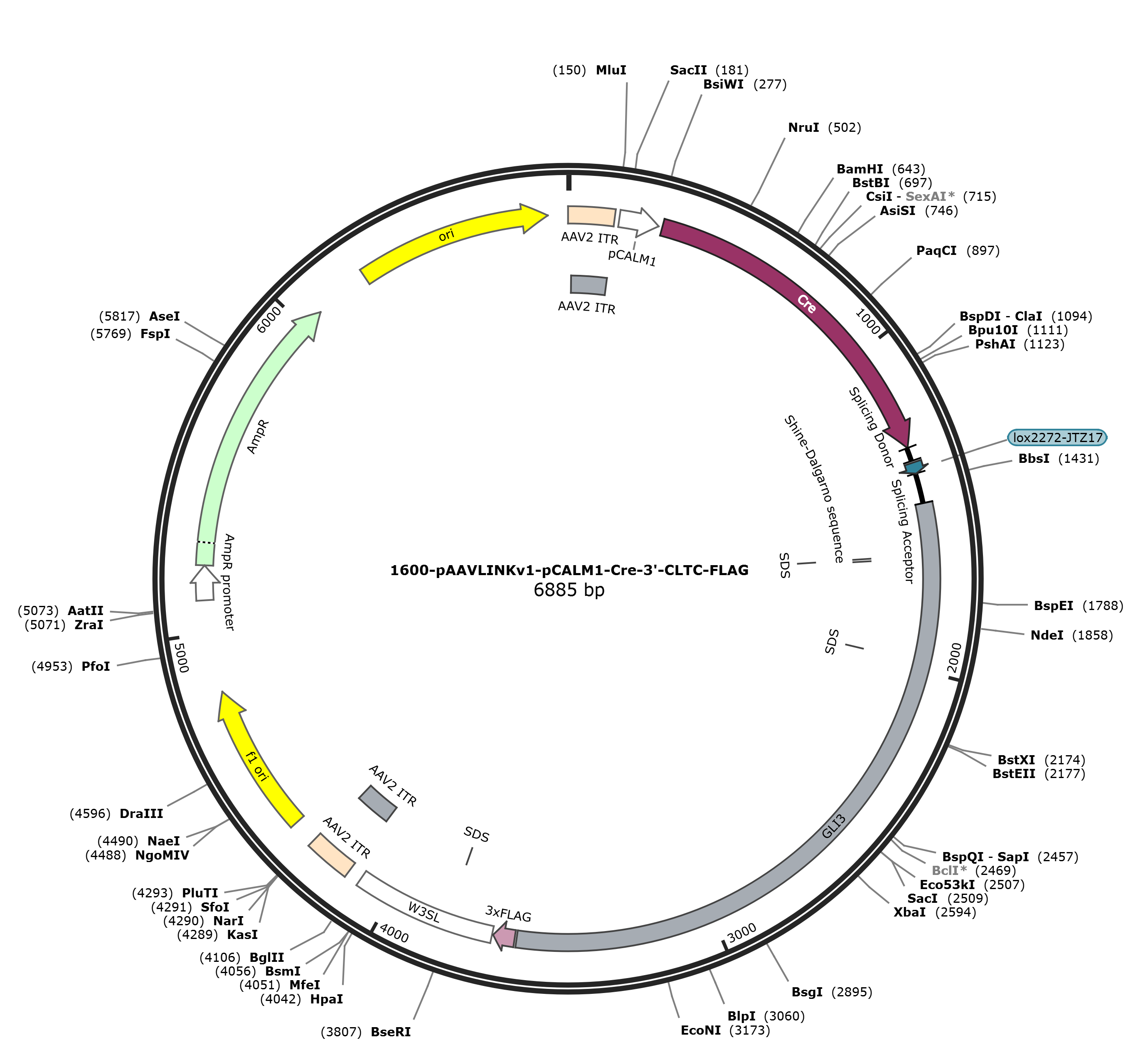 pAAVLINKv1-pCALM1-Cre-3-CLTC-FLAG载体图谱