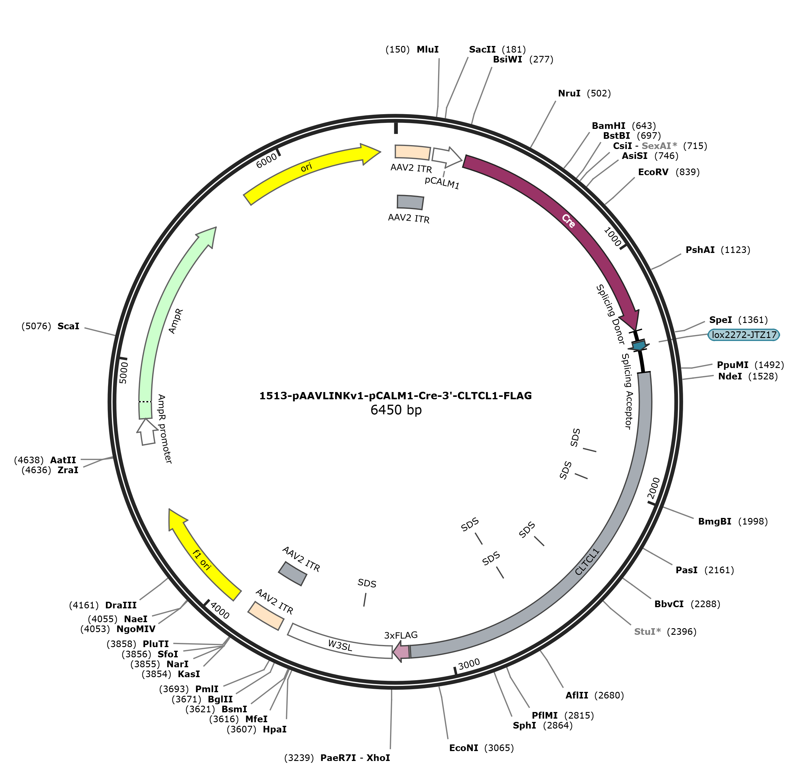 pAAVLINKv1-pCALM1-Cre-3-CLTCL1-FLAG载体图谱