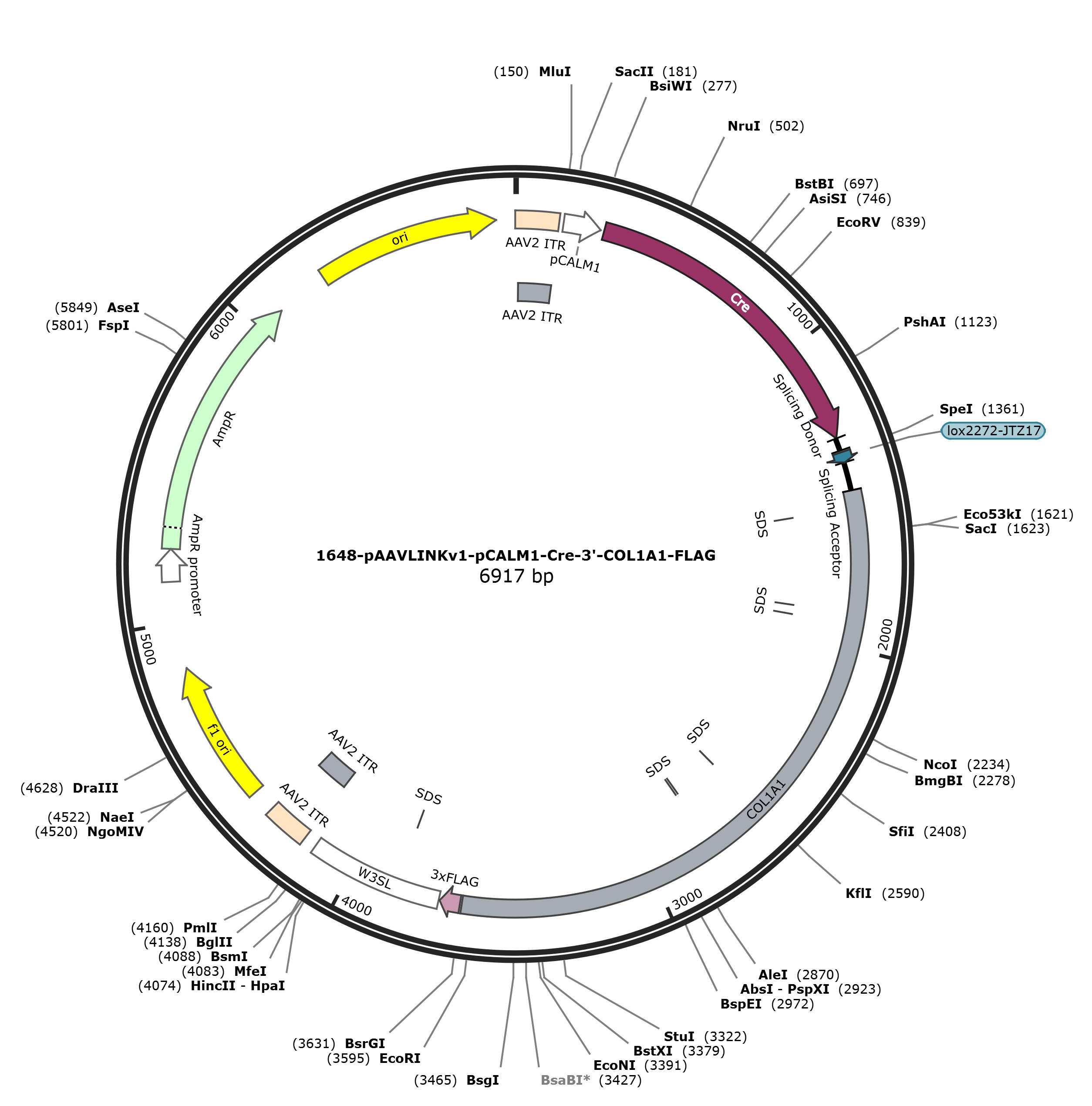 pAAVLINKv1-pCALM1-Cre-3-COL1A1-FLAG载体图谱