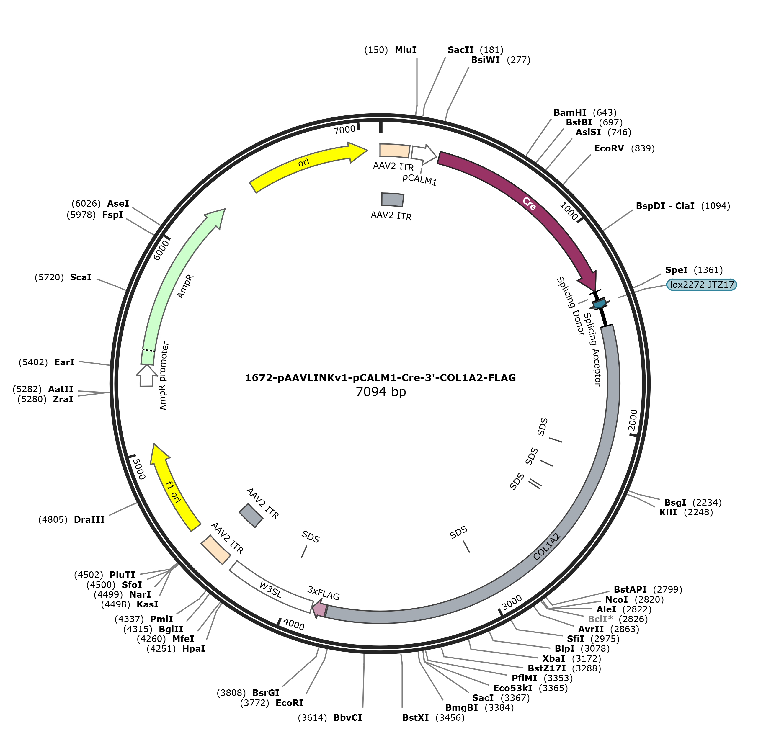 pAAVLINKv1-pCALM1-Cre-3-COL1A2-FLAG载体图谱