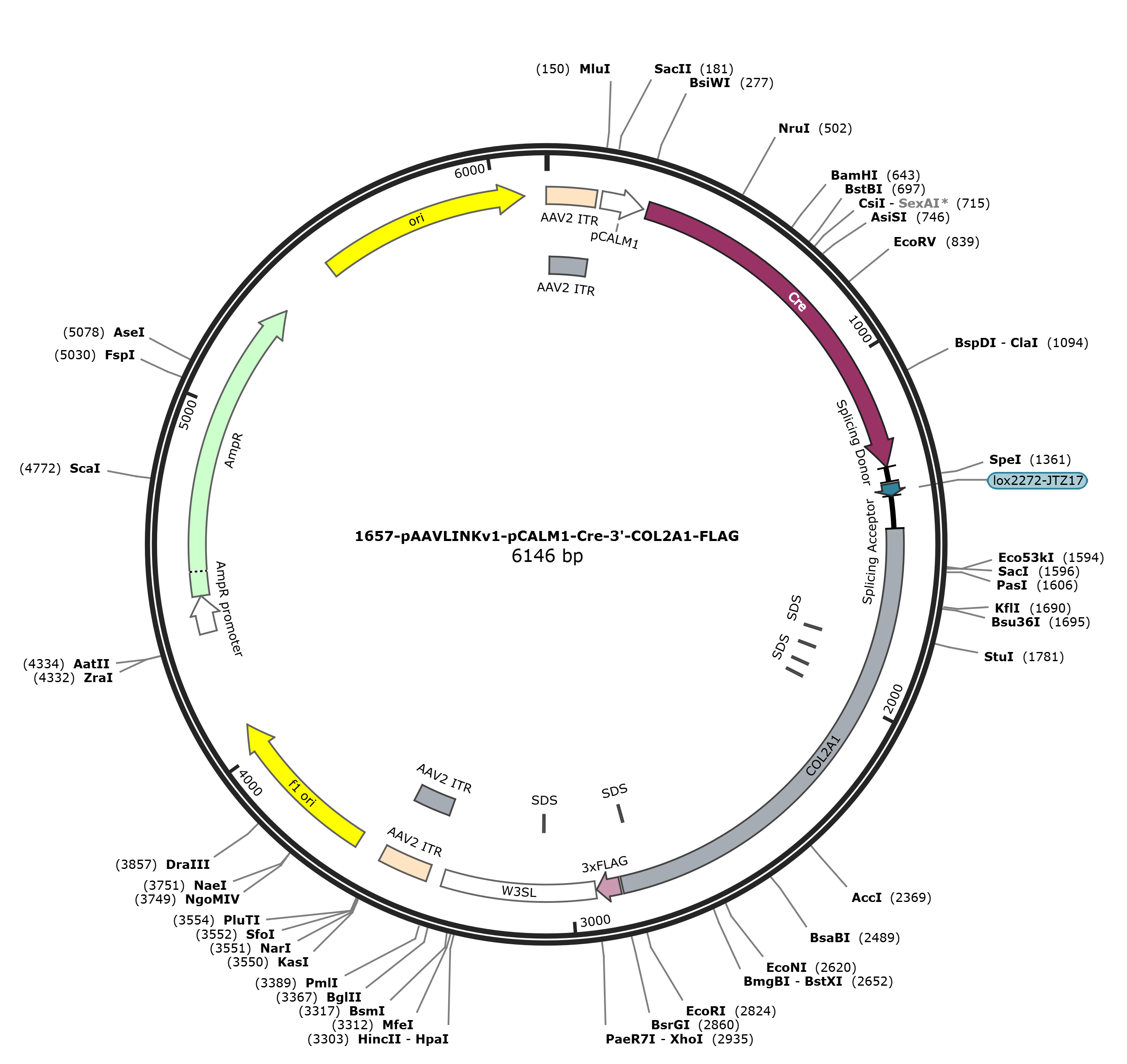 pAAVLINKv1-pCALM1-Cre-3-COL2A1-FLAG载体图谱