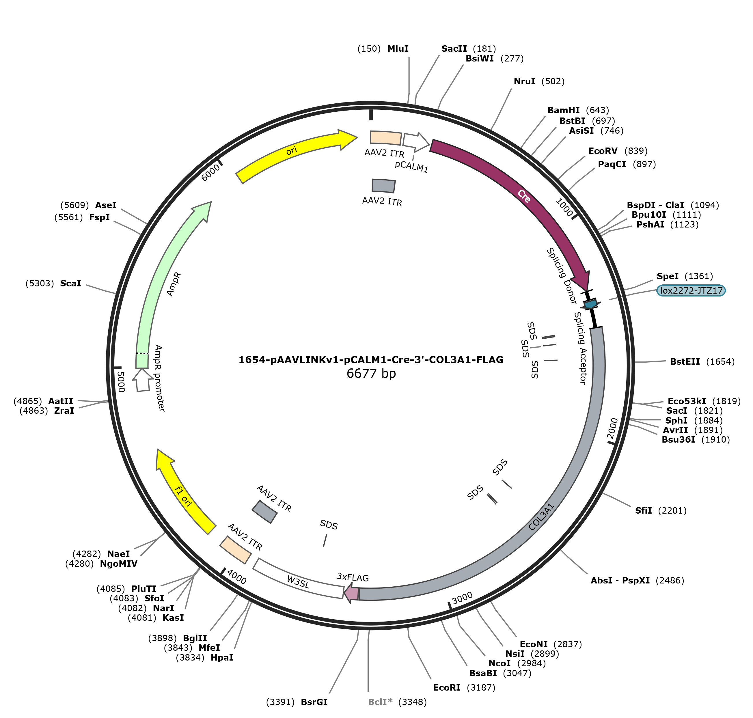 pAAVLINKv1-pCALM1-Cre-3-COL3A1-FLAG载体图谱