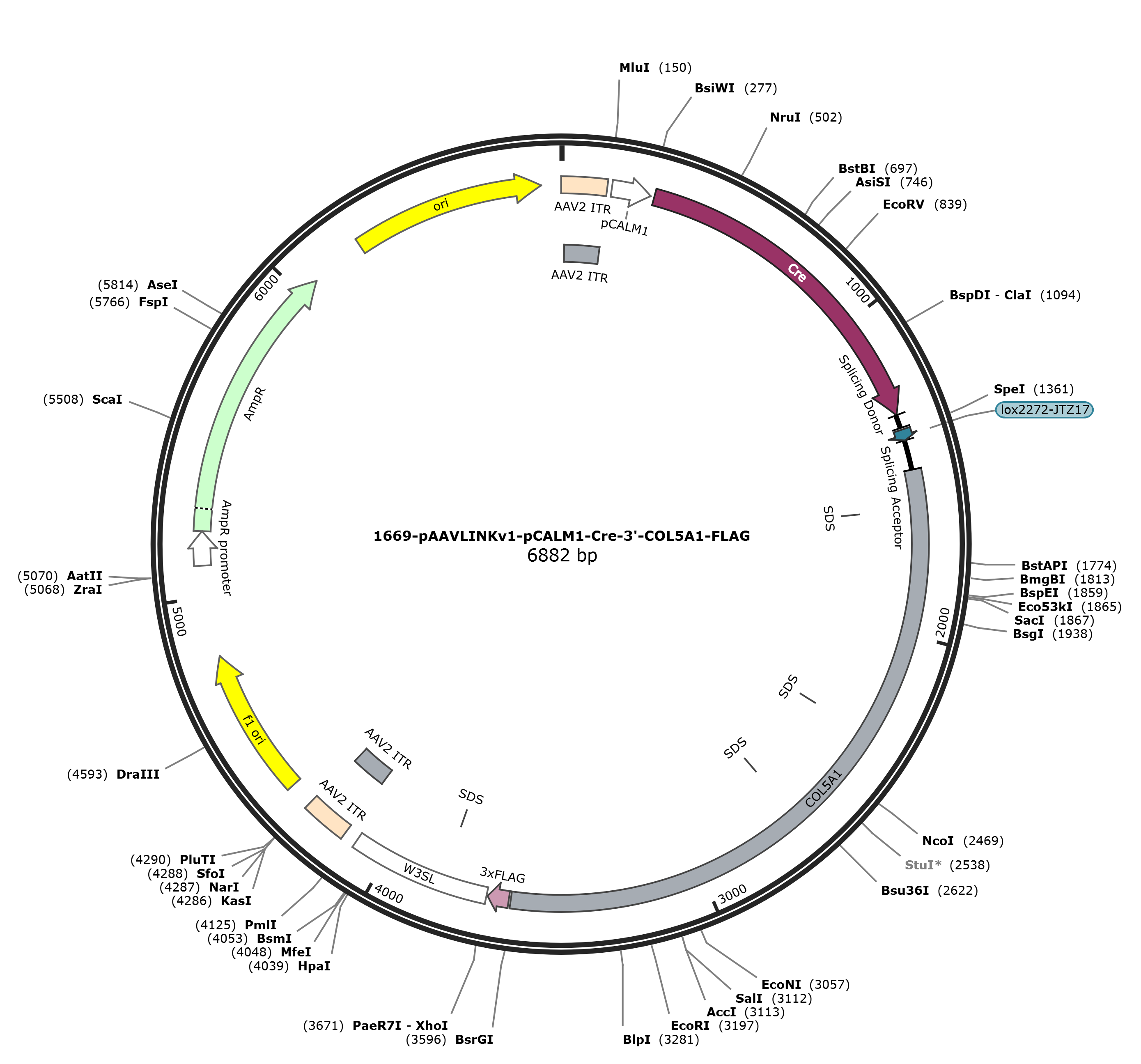 pAAVLINKv1-pCALM1-Cre-3-COL5A1-FLAG载体图谱