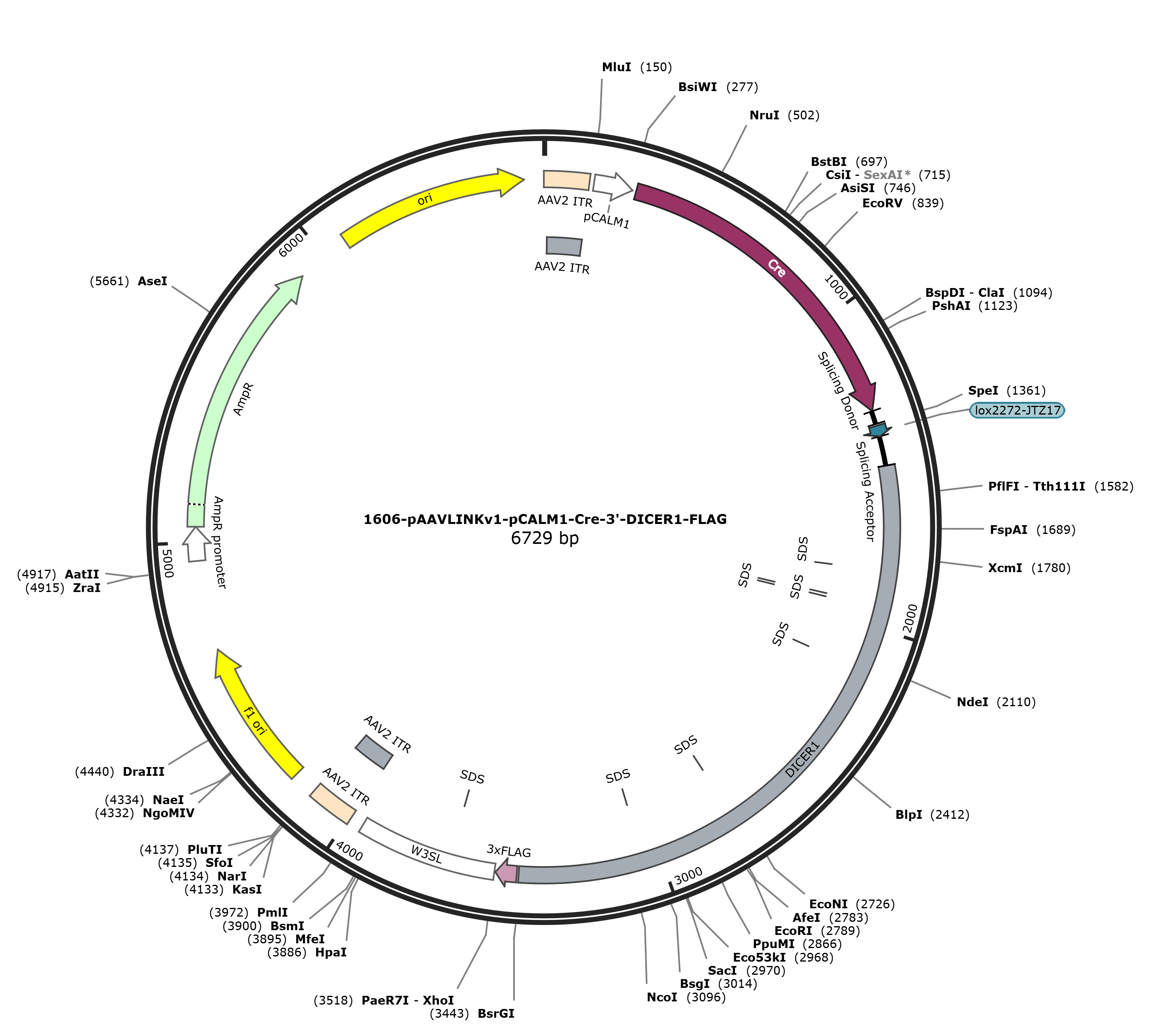 pAAVLINKv1-pCALM1-Cre-3-DICER1-FLAG载体图谱
