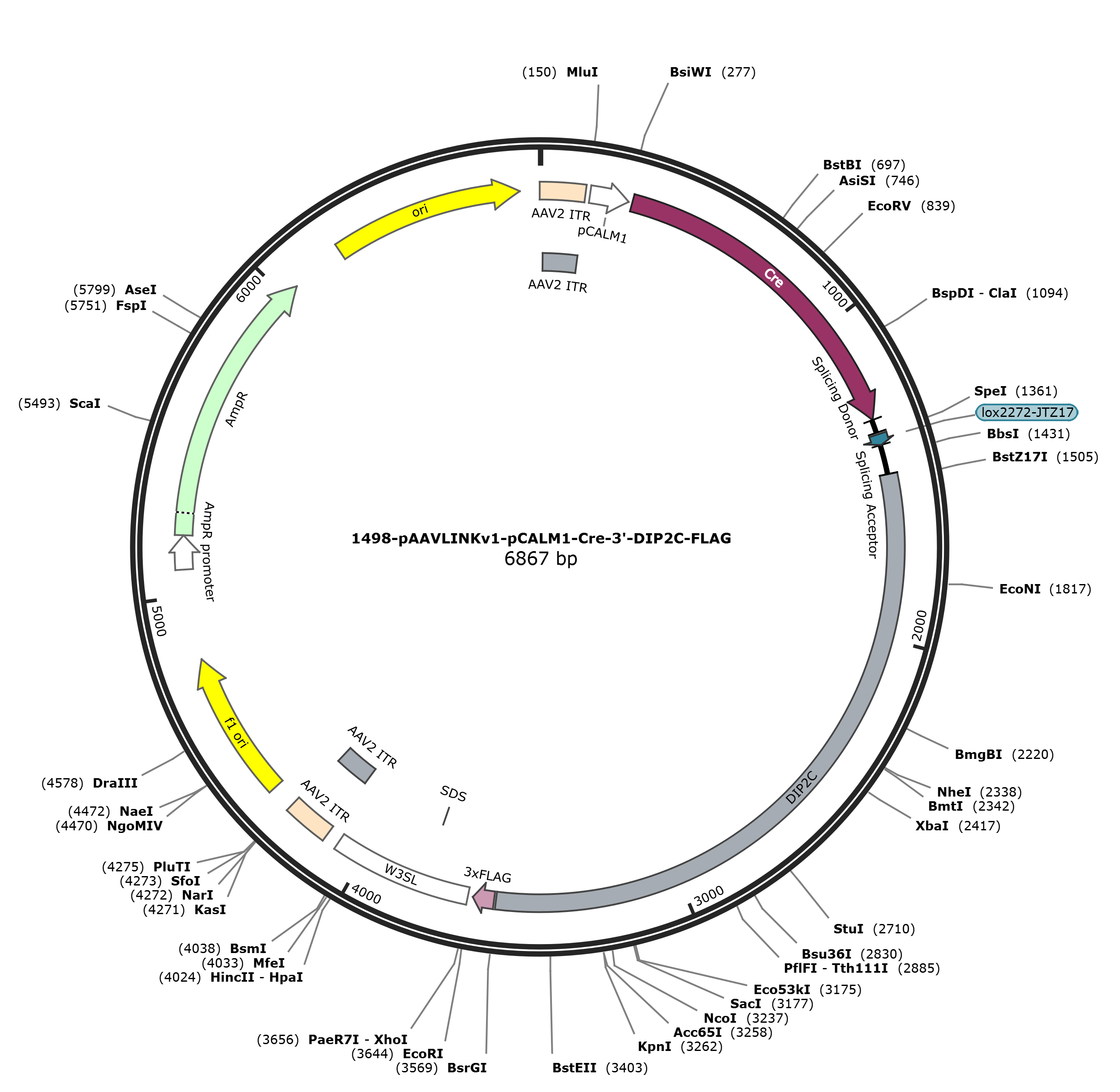 pAAVLINKv1-pCALM1-Cre-3-DIP2C-FLAG载体图谱