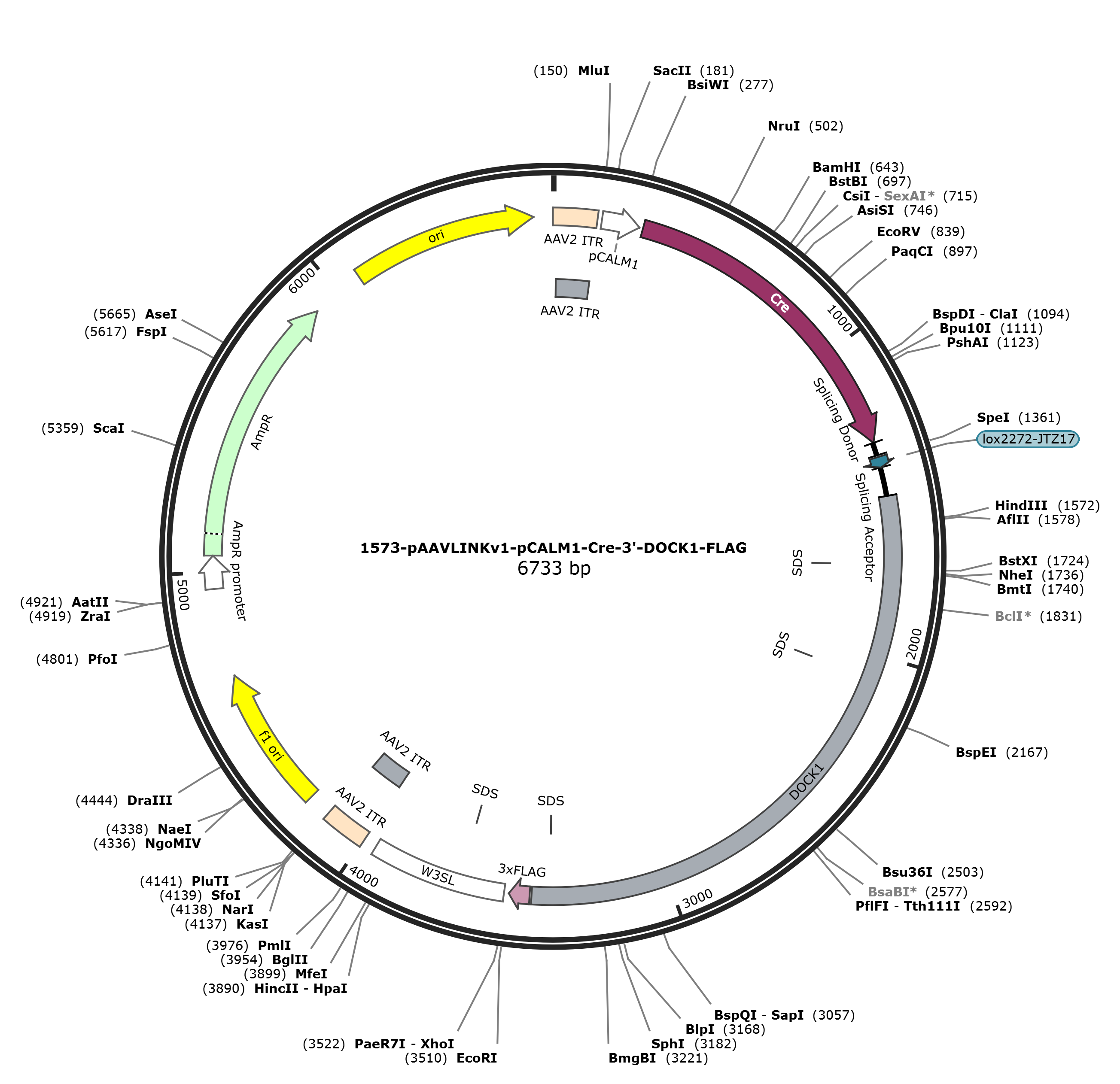 pAAVLINKv1-pCALM1-Cre-3-DOCK1-FLAG载体图谱