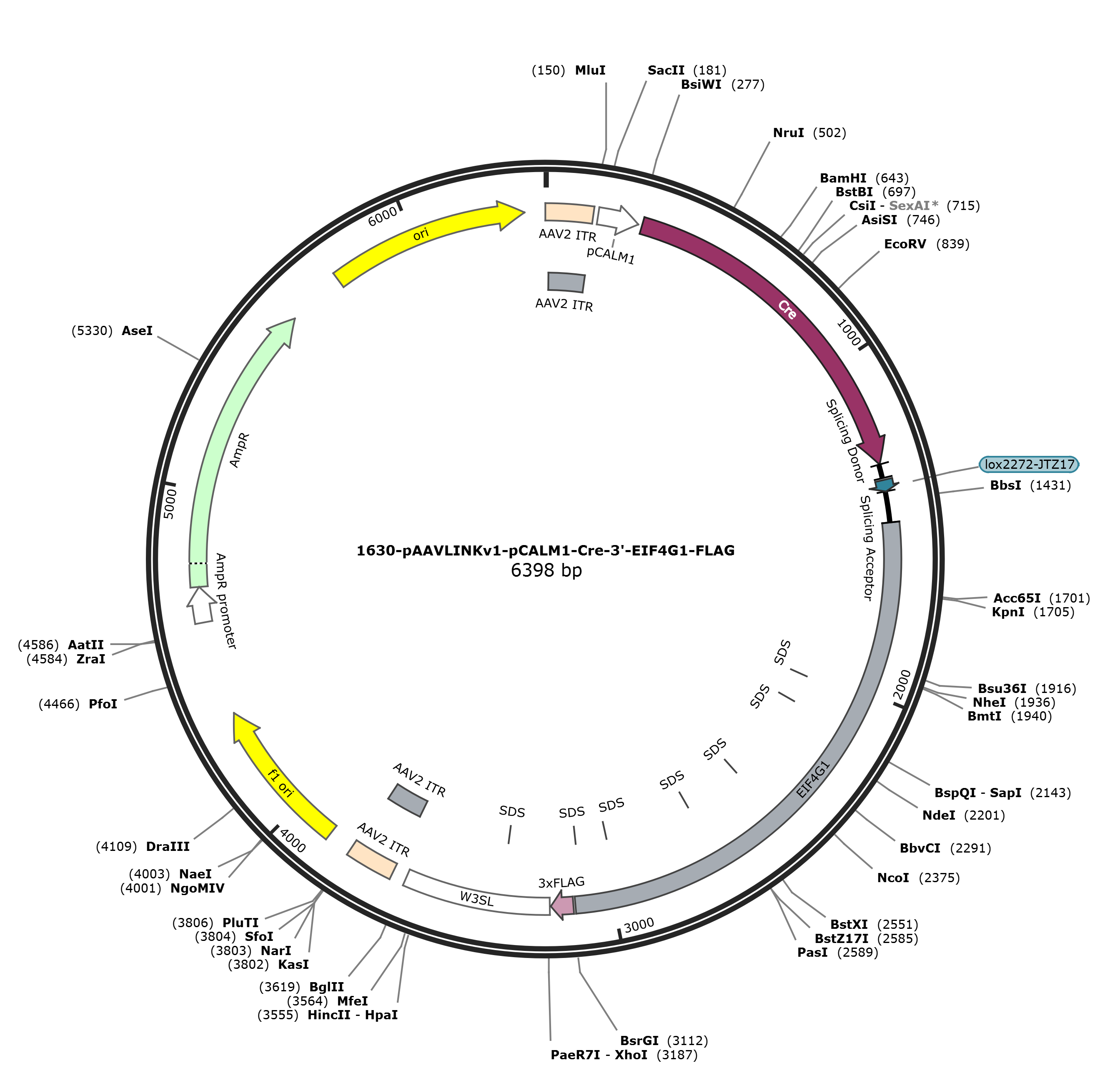 pAAVLINKv1-pCALM1-Cre-3-EIF4G1-FLAG载体图谱