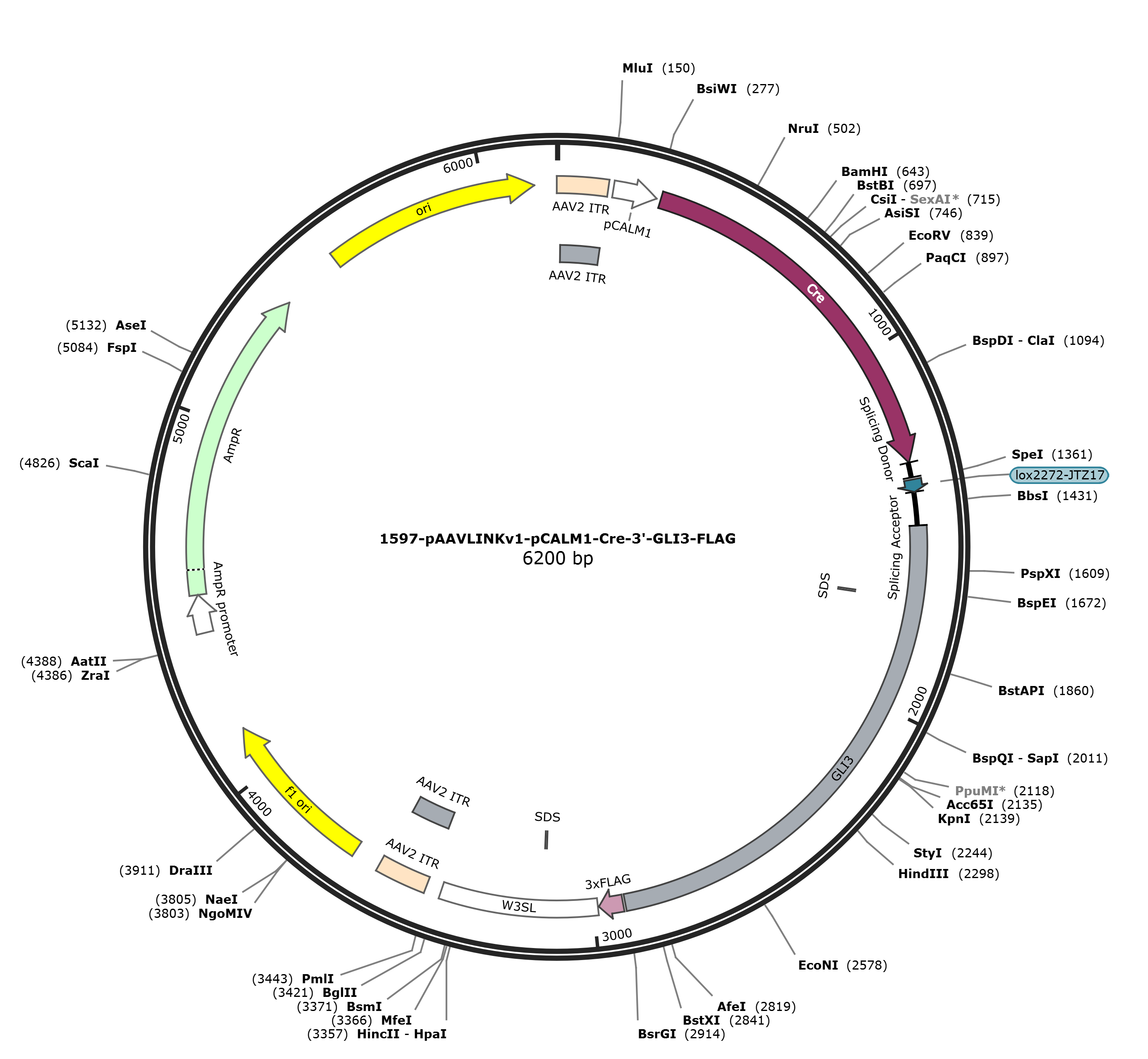 pAAVLINKv1-pCALM1-Cre-3-GLI3-FLAG载体图谱