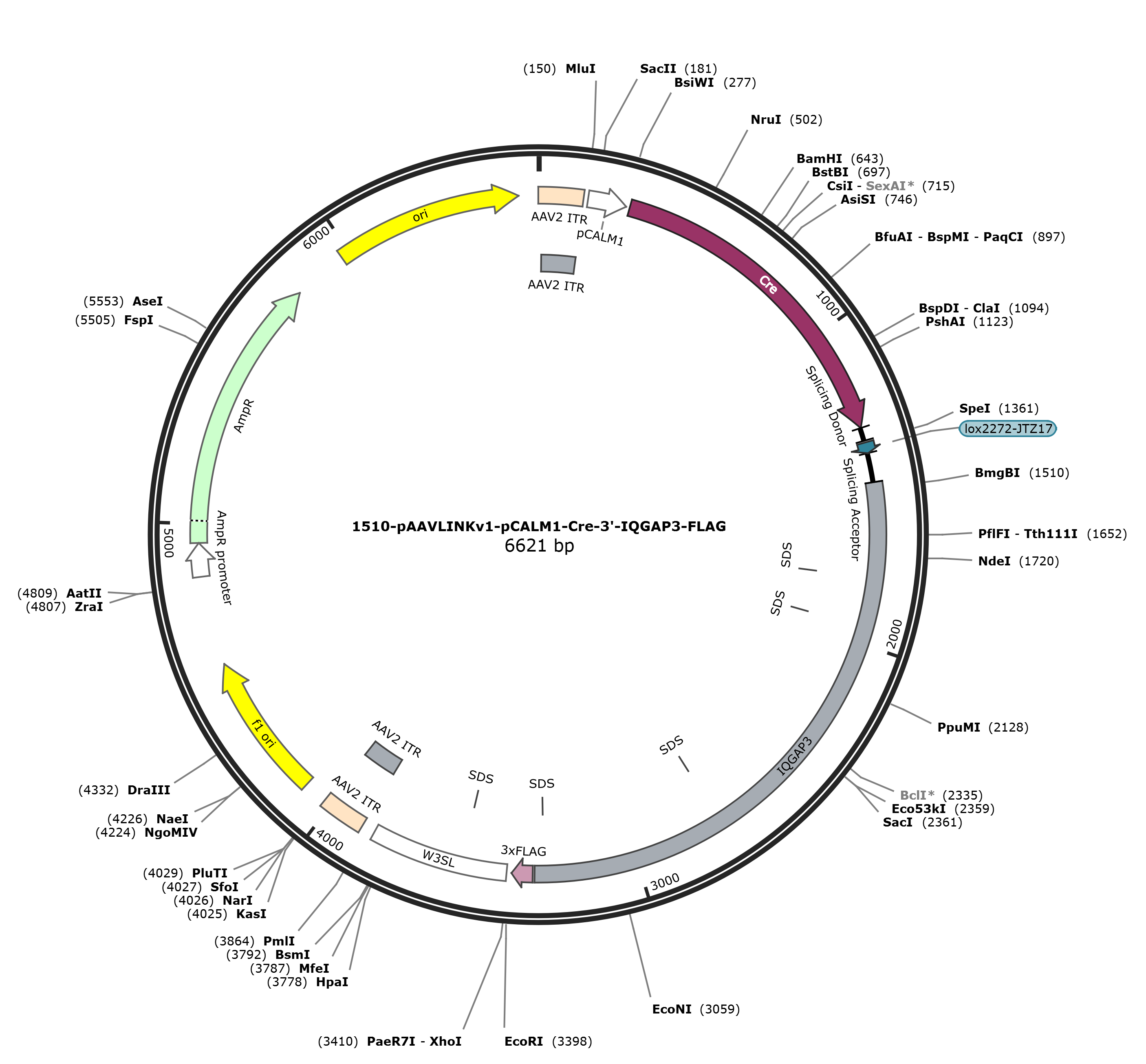 pAAVLINKv1-pCALM1-Cre-3-IQGAP3-FLAG载体图谱