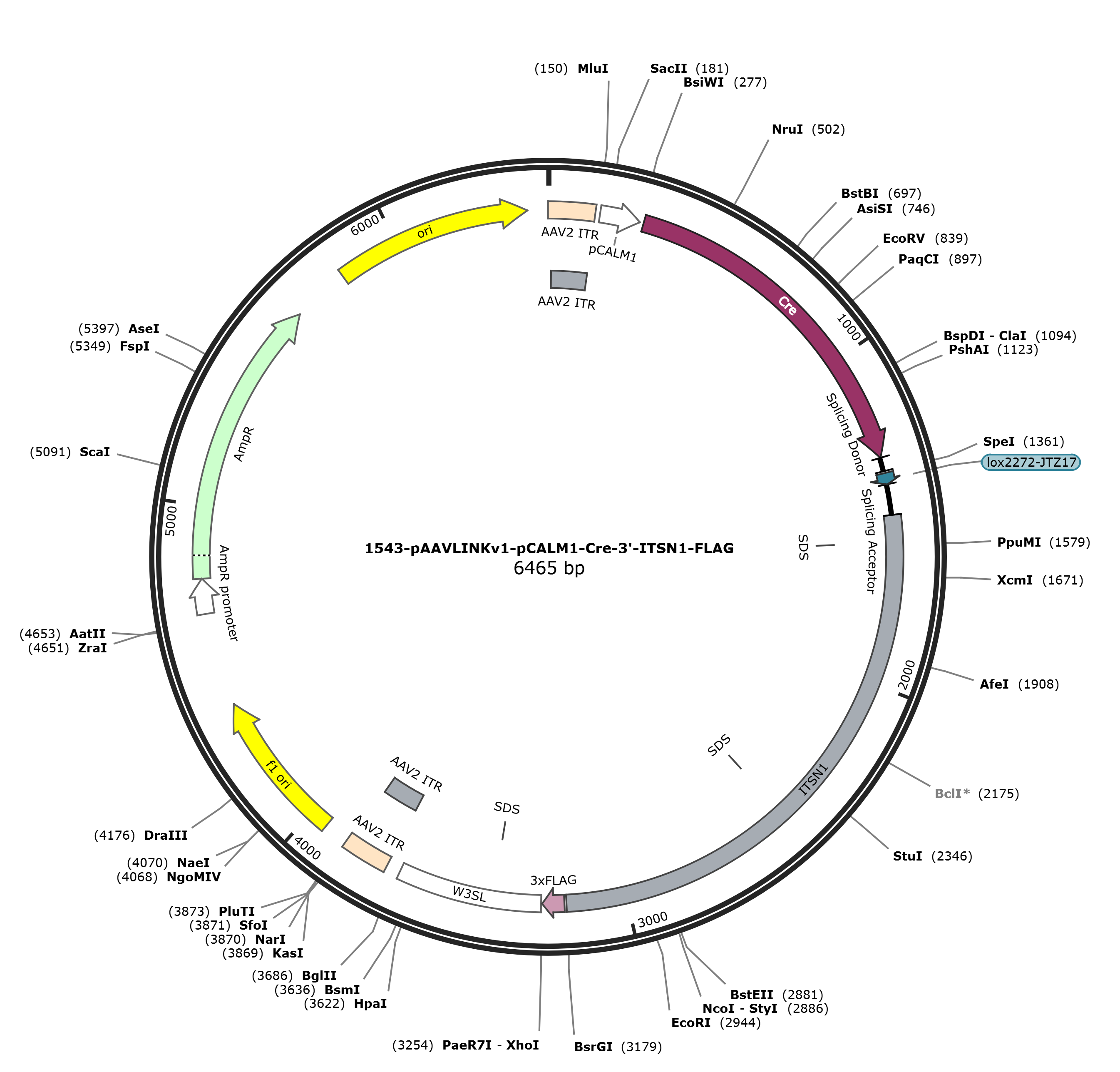 pAAVLINKv1-pCALM1-Cre-3-ITSN1-FLAG载体图谱