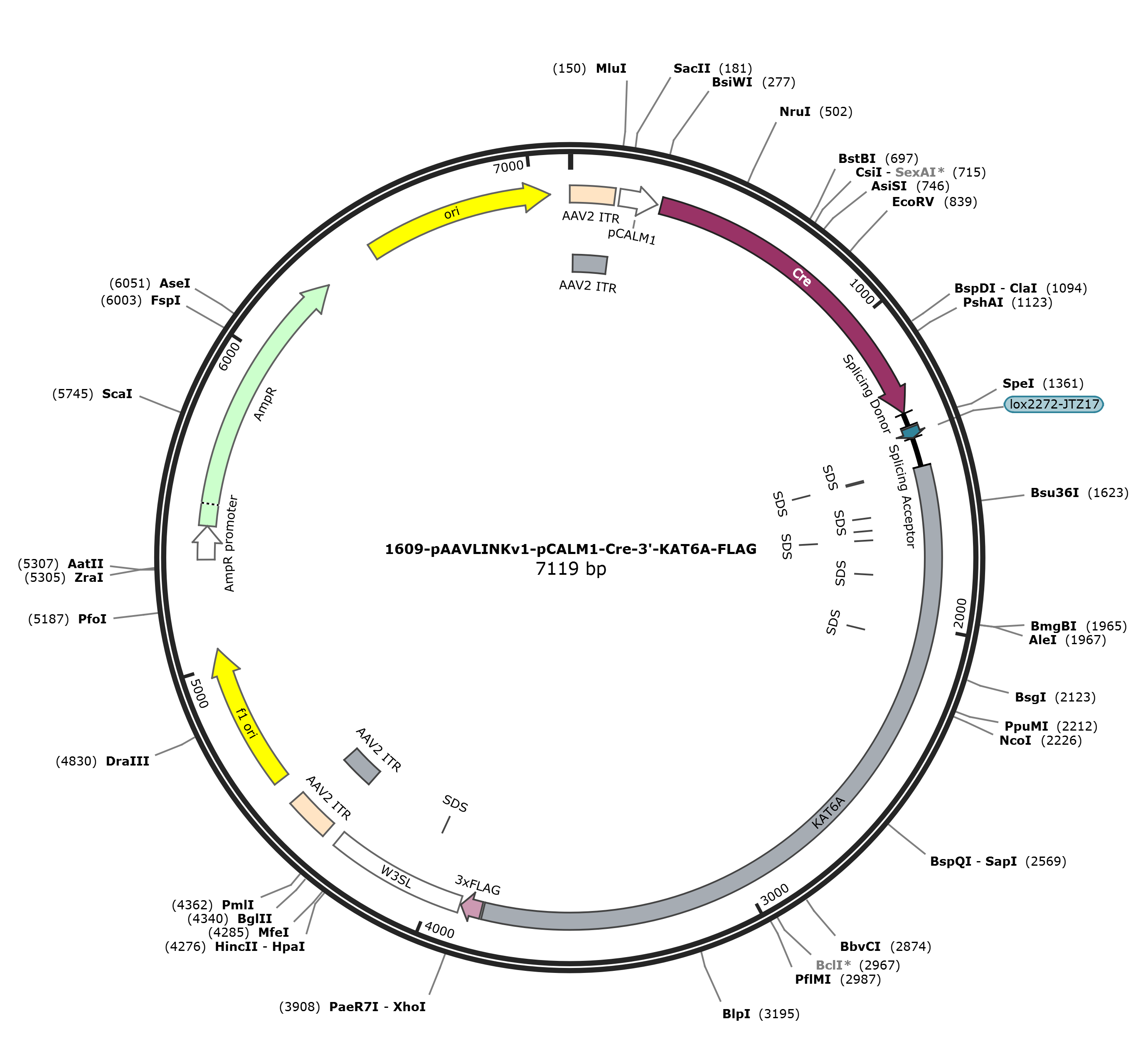 pAAVLINKv1-pCALM1-Cre-3-KAT6A-FLAG载体图谱
