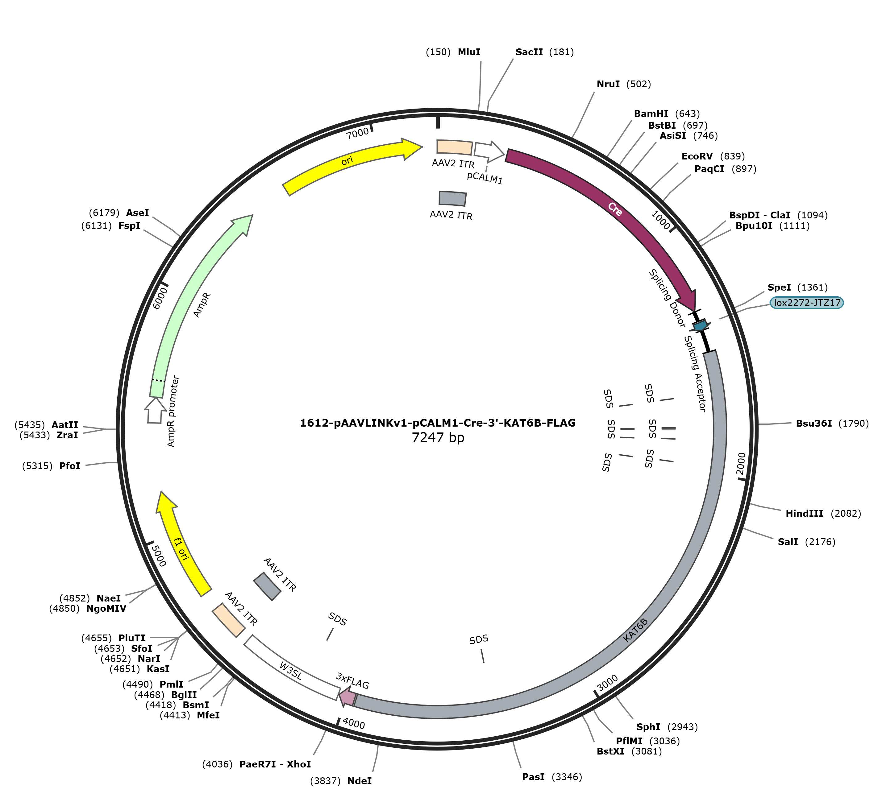 pAAVLINKv1-pCALM1-Cre-3-KAT6B-FLAG载体图谱
