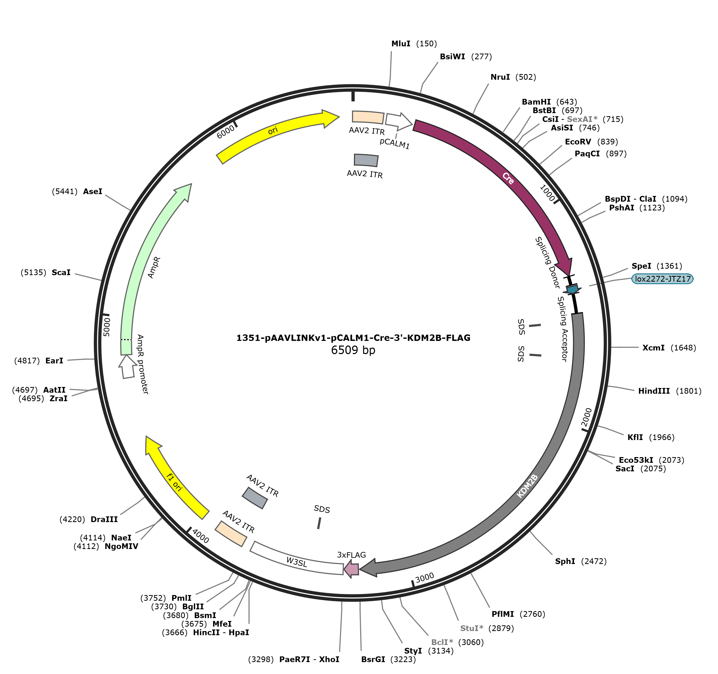 pAAVLINKv1-pCALM1-Cre-3-KDM2B-FLAG载体图谱