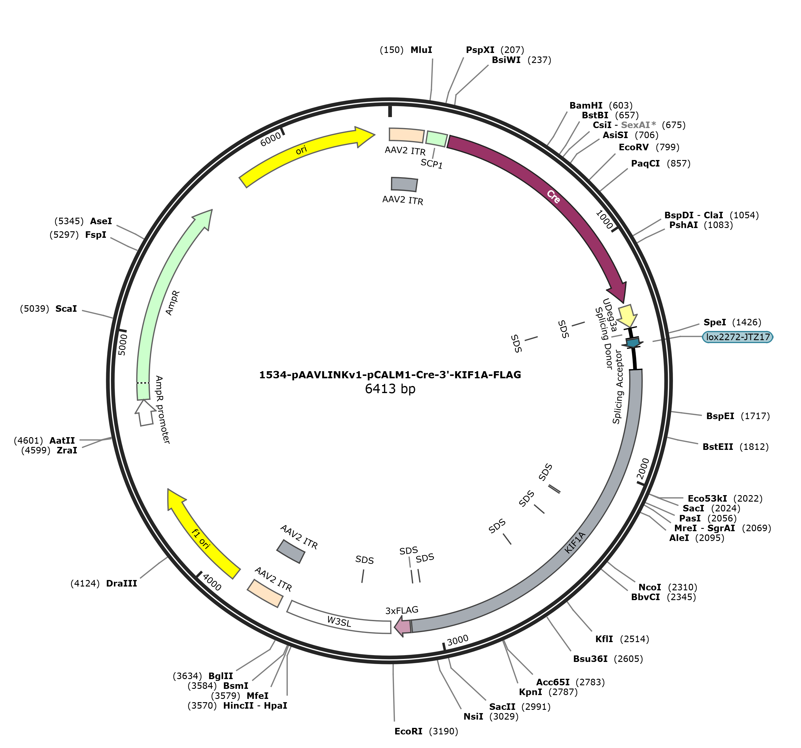 pAAVLINKv1-pCALM1-Cre-3-KIF1A-FLAG载体图谱