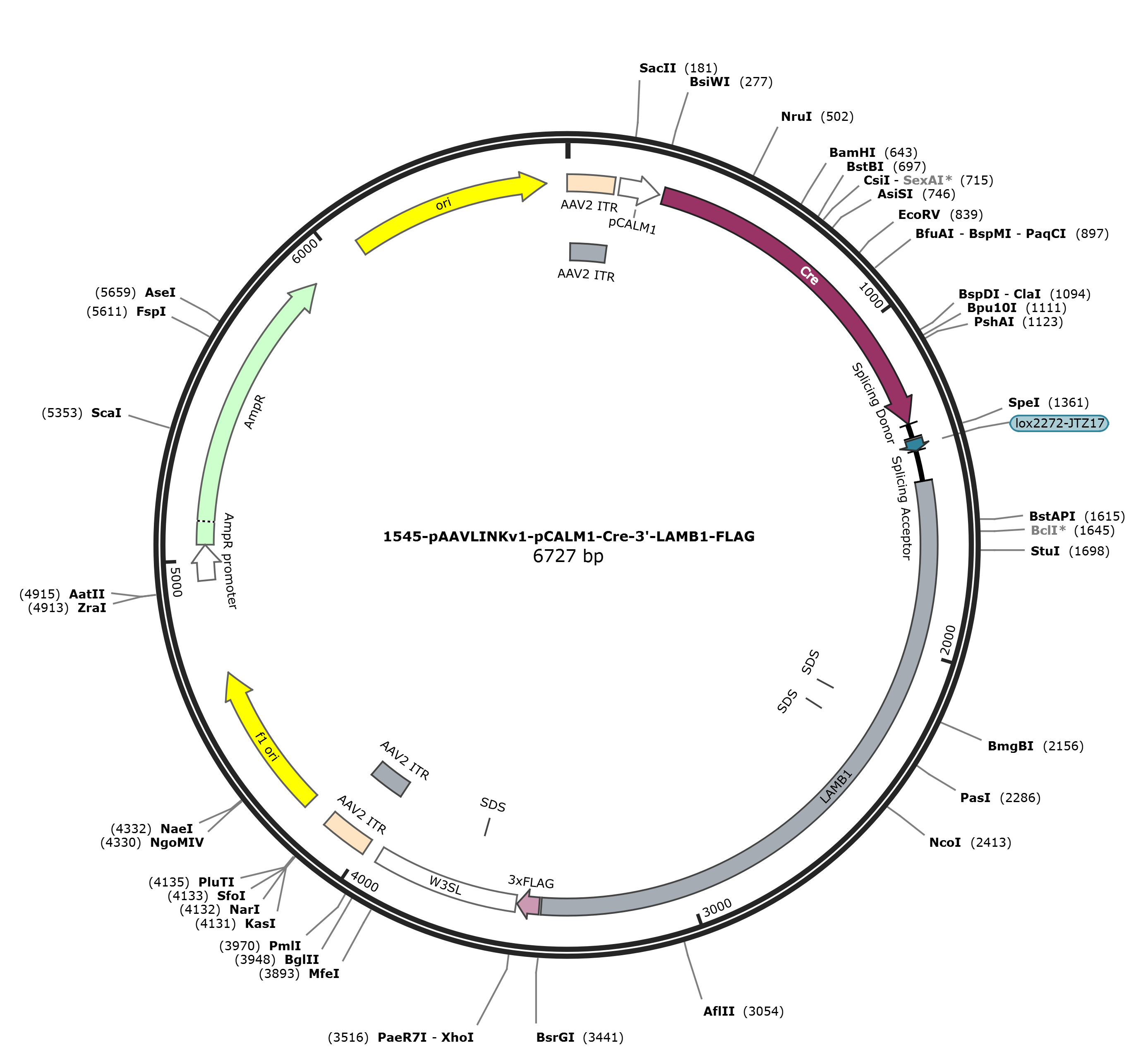 pAAVLINKv1-pCALM1-Cre-3-LAMB1-FLAG载体图谱