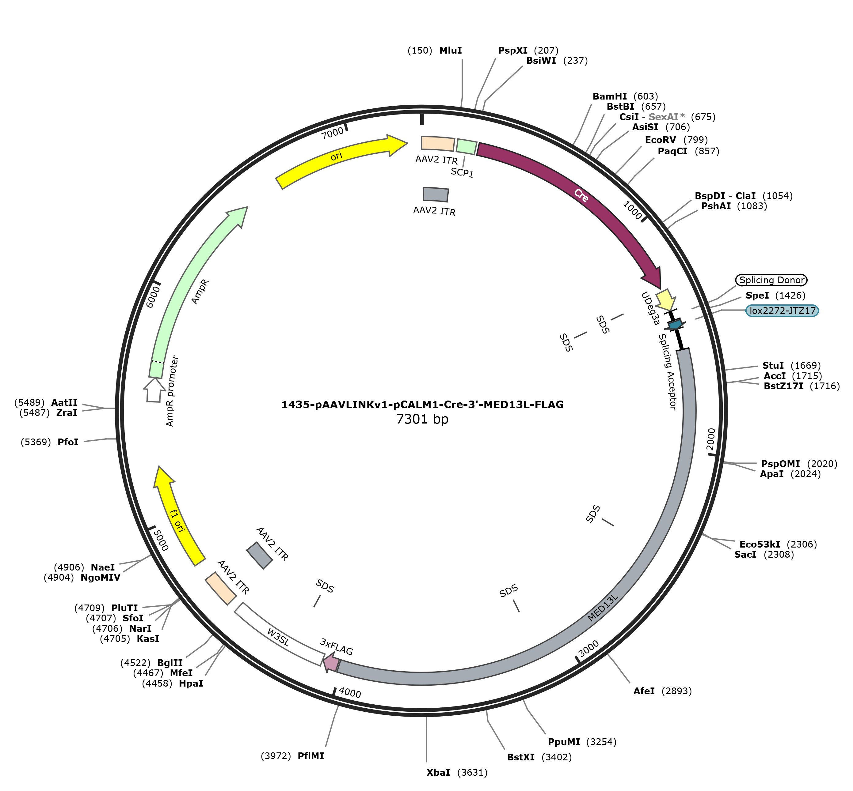 pAAVLINKv1-pCALM1-Cre-3-MED13L-FLAG载体图谱