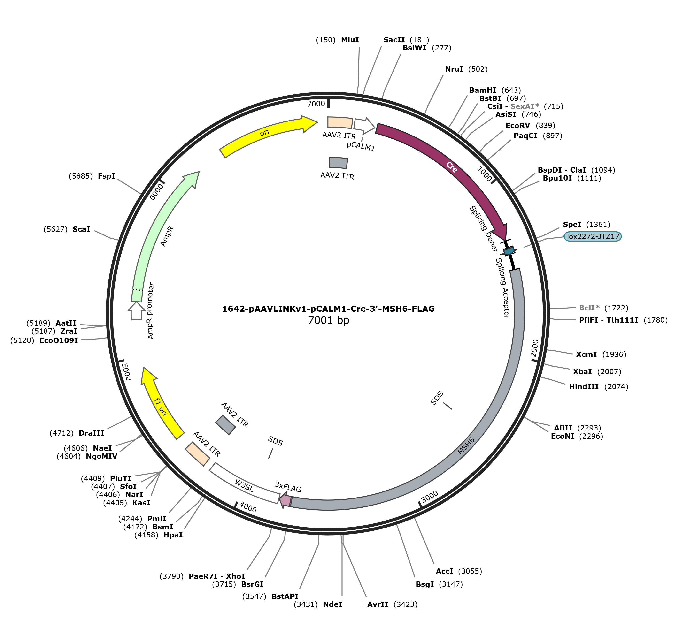 pAAVLINKv1-pCALM1-Cre-3-MSH6-FLAG载体图谱