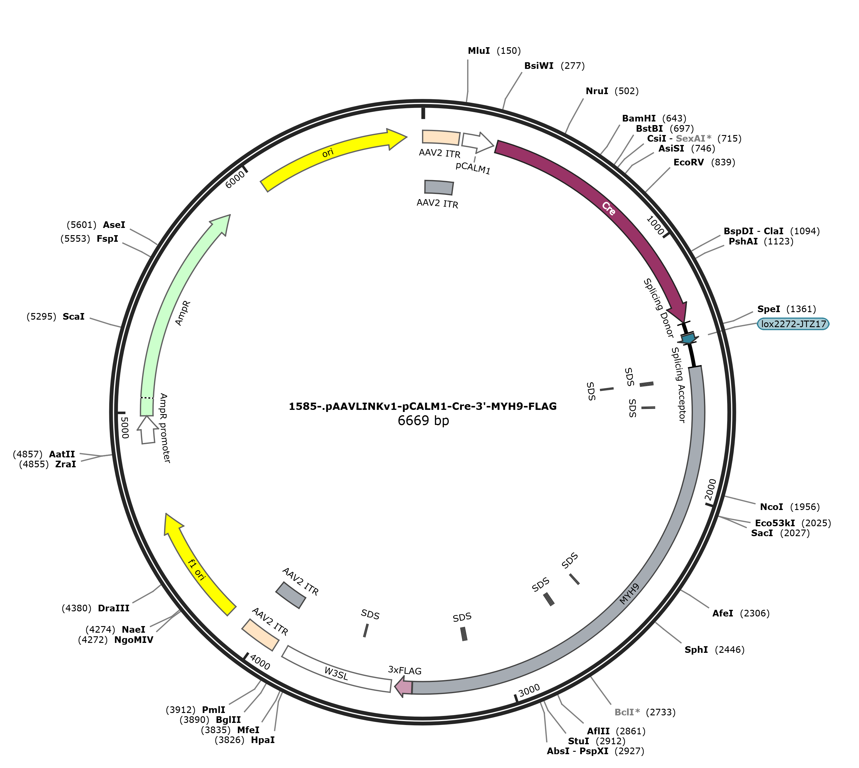 pAAVLINKv1-pCALM1-Cre-3-MYH9-FLAG载体图谱