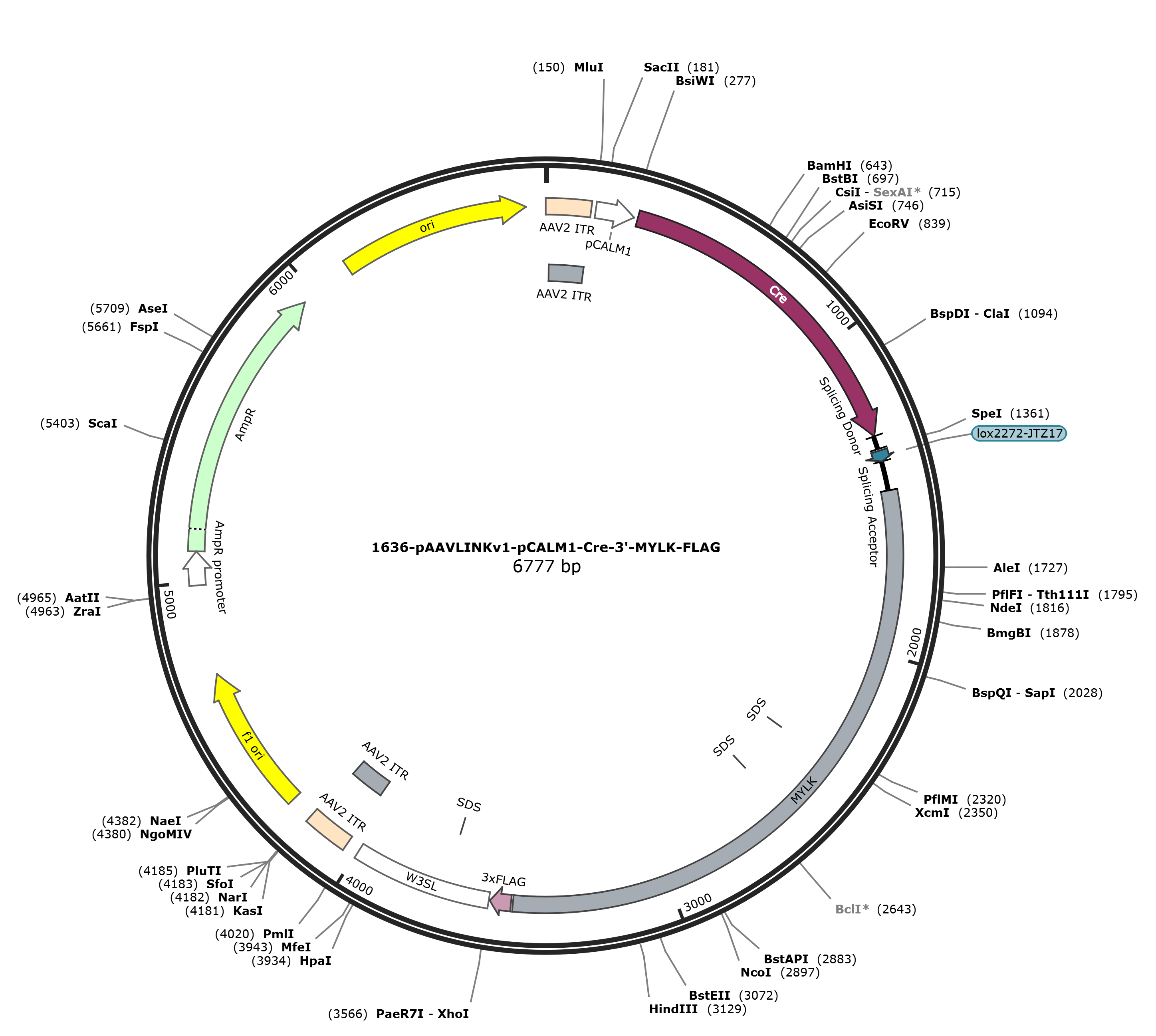 pAAVLINKv1-pCALM1-Cre-3-MYLK-FLAG载体图谱
