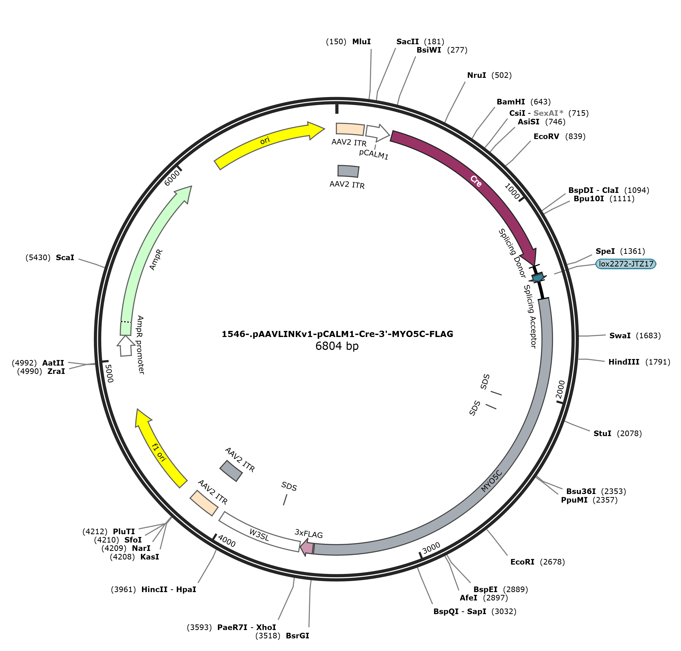 pAAVLINKv1-pCALM1-Cre-3-MYO5C-FLAG载体图谱