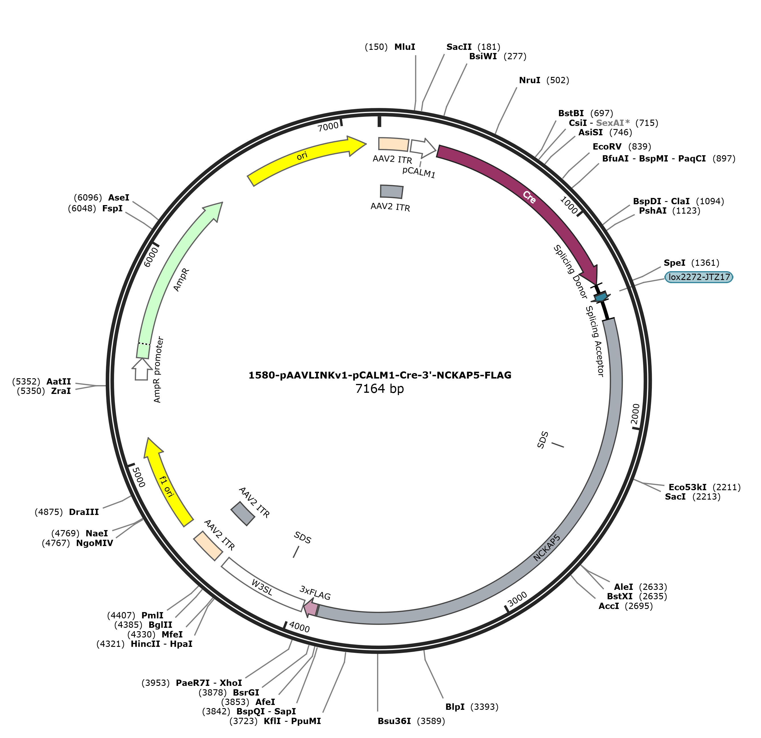 pAAVLINKv1-pCALM1-Cre-3-NCKAP5-FLAG载体图谱